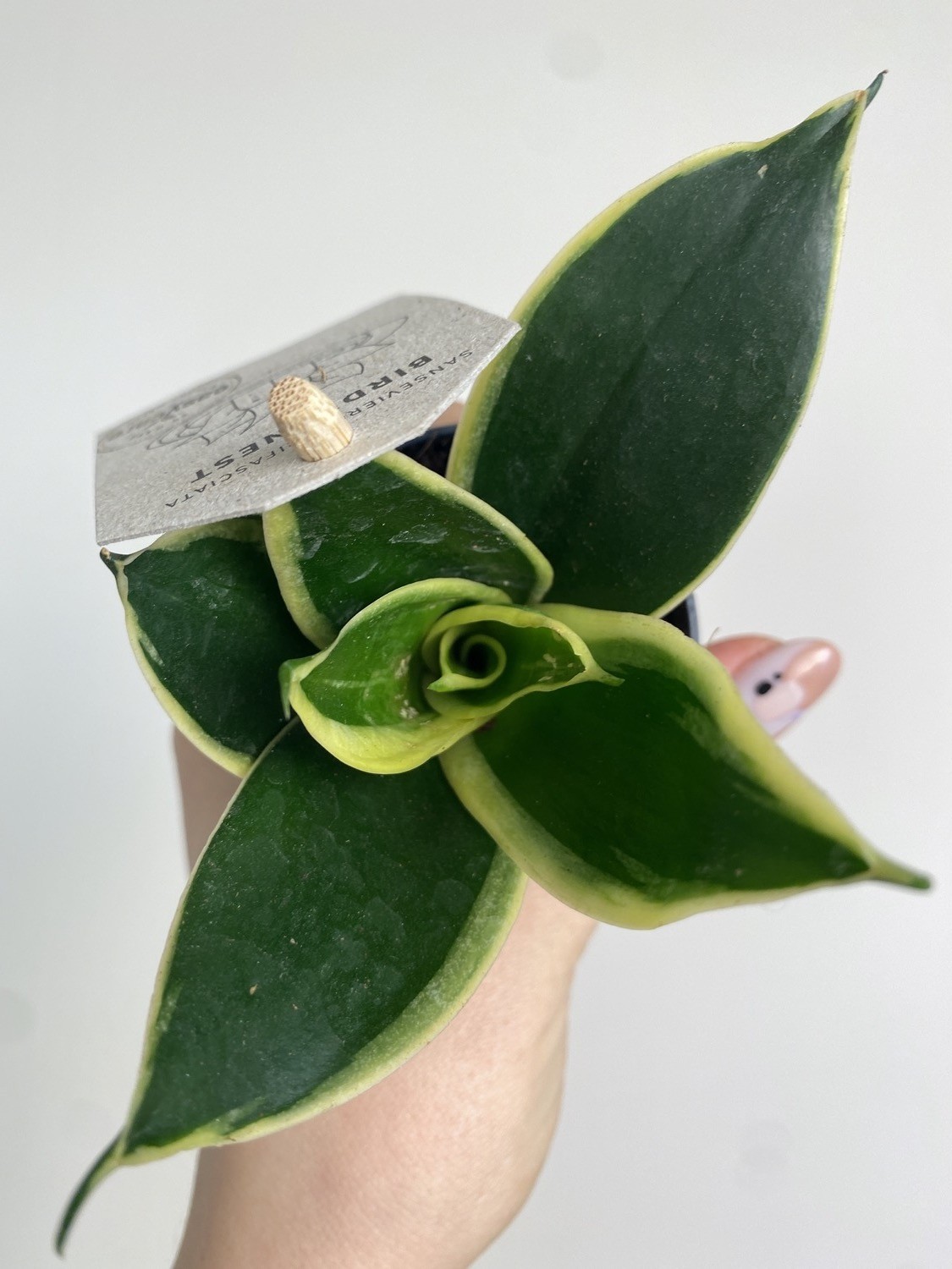 Sansevieria Jade Pagoda