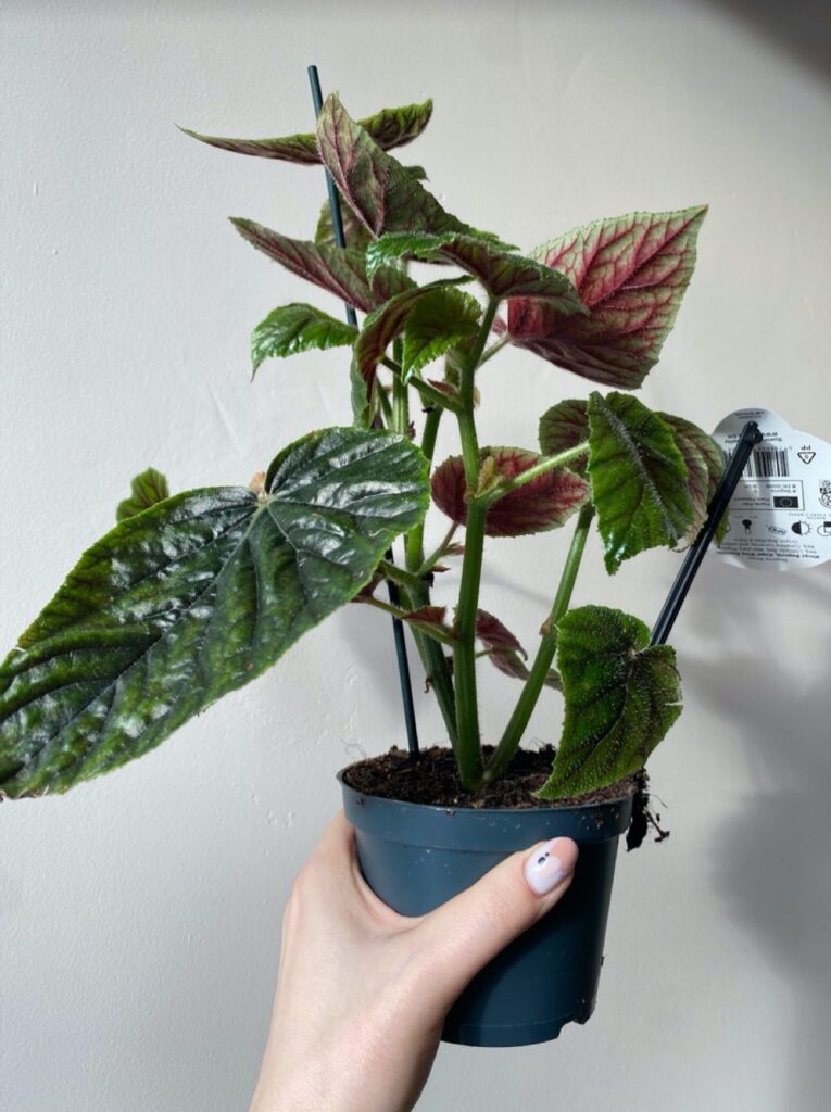 Begonia Oldemor M