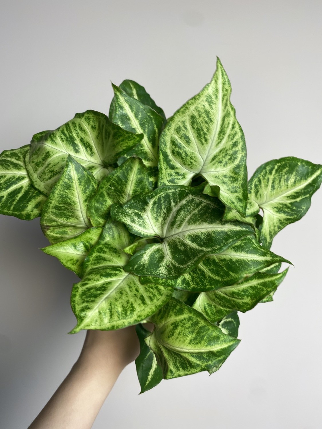 Syngonium Arrow