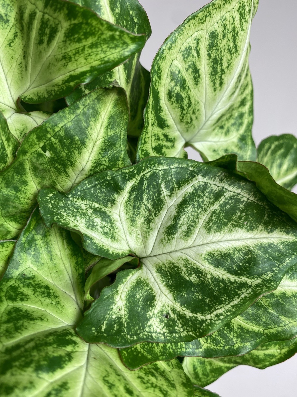 Syngonium Arrow