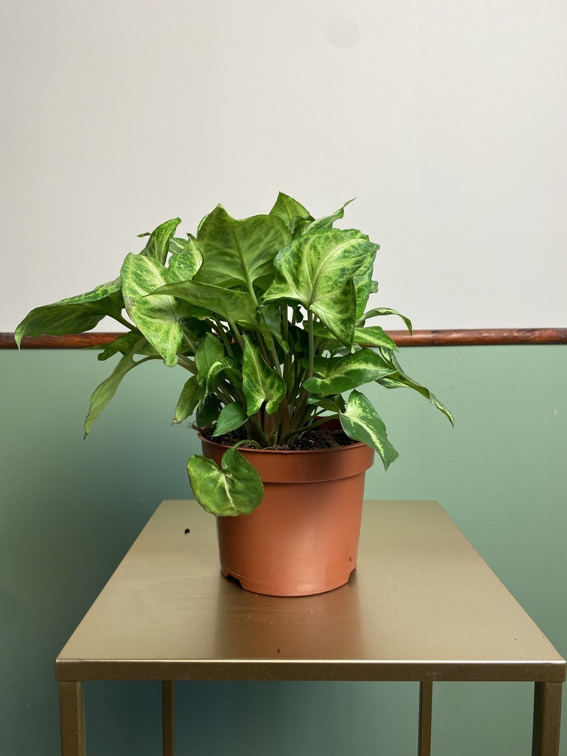 Syngonium Arrow