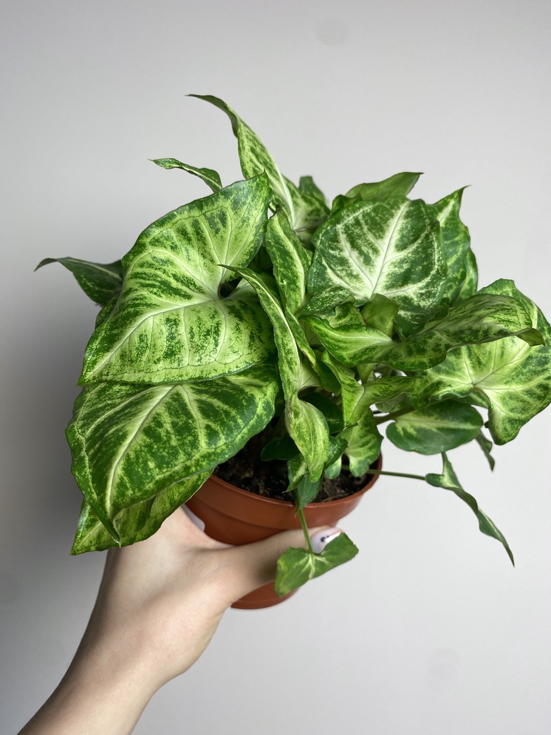 Syngonium Arrow