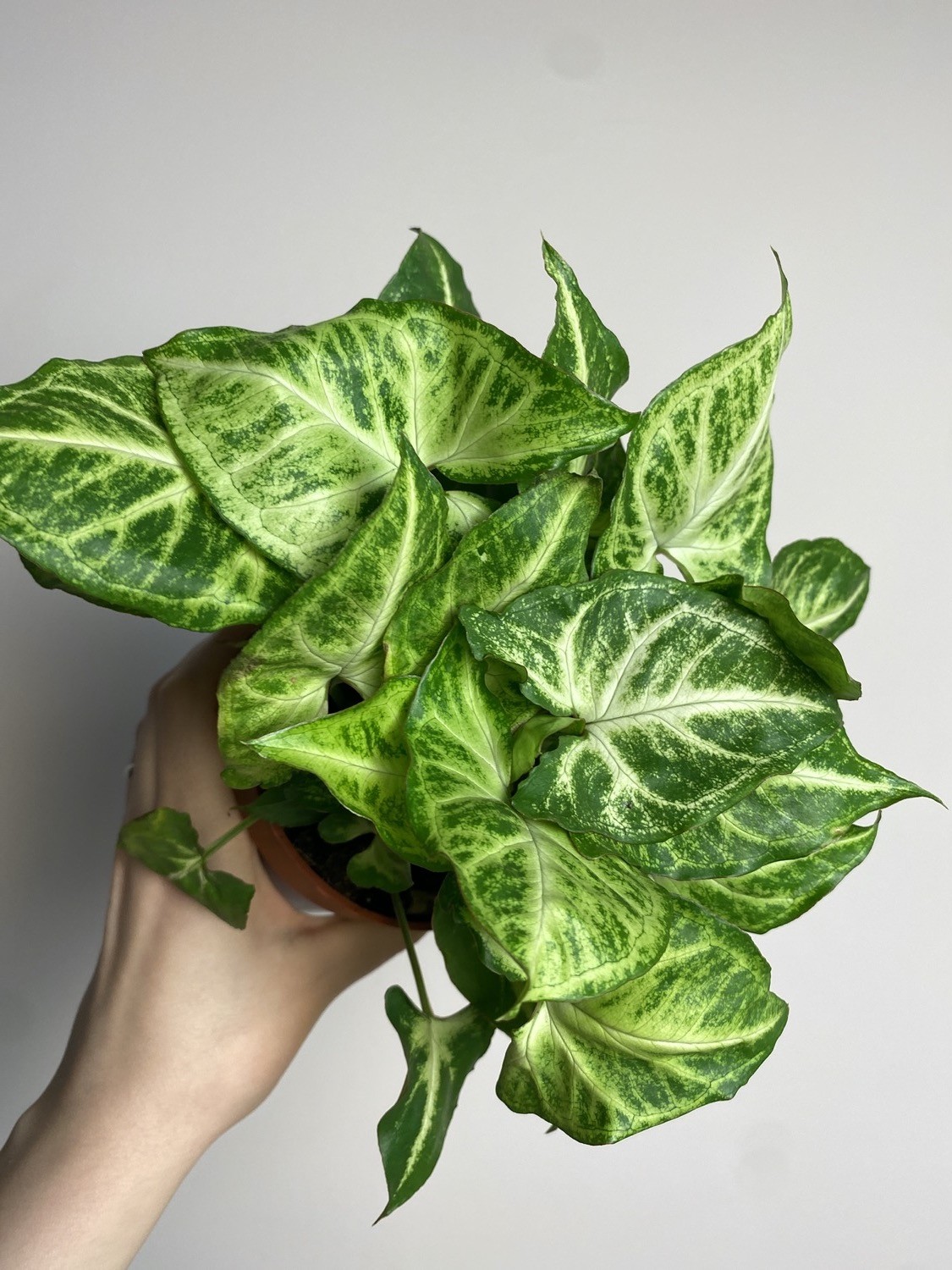 Syngonium Arrow