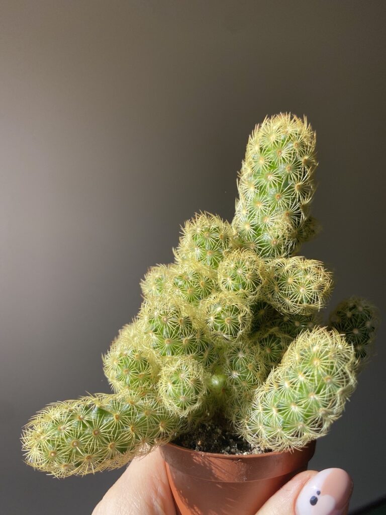 Mammilaria Elongata