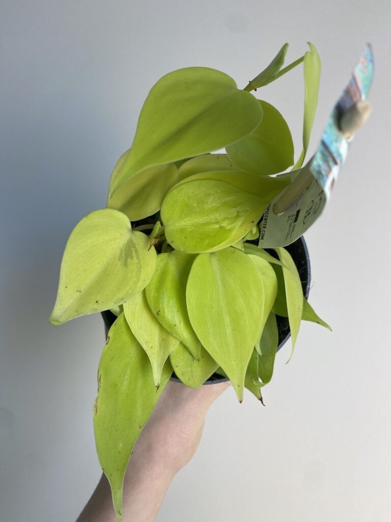 Philodendron Micans Lime