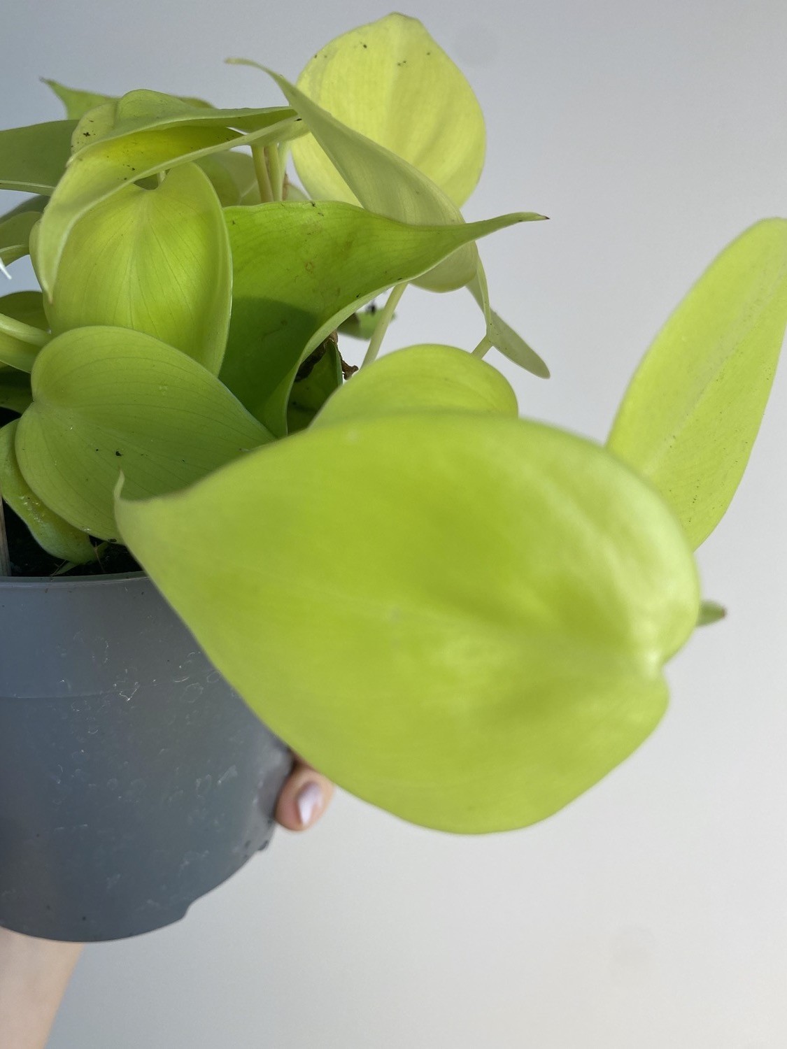 Philodendron Micans Lime