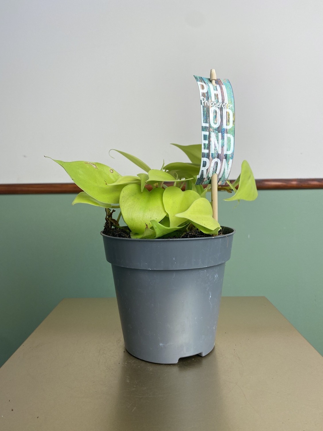 Philodendron Micans Lime