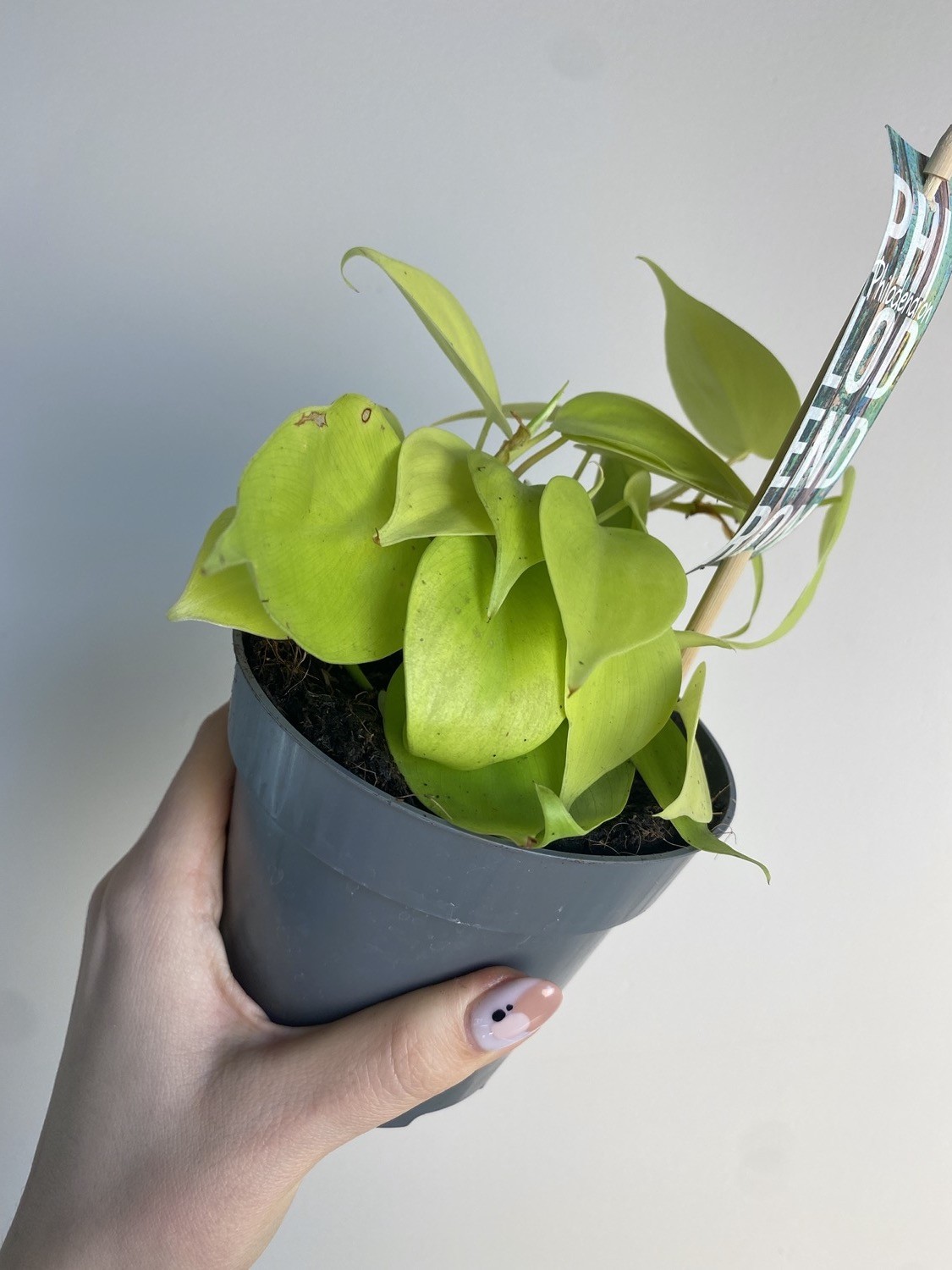 Philodendron Micans Lime