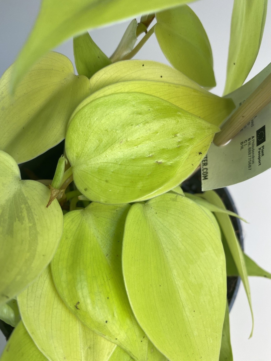 Philodendron Micans Lime