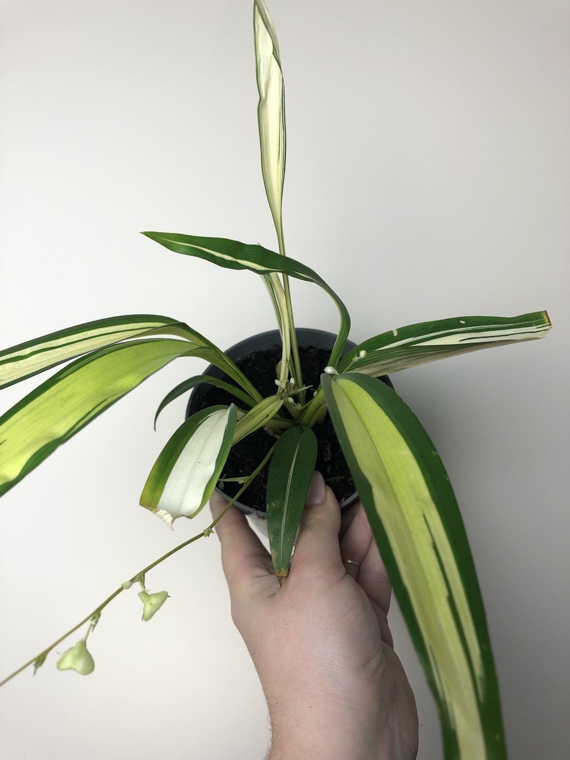 Chlorophytum comosum