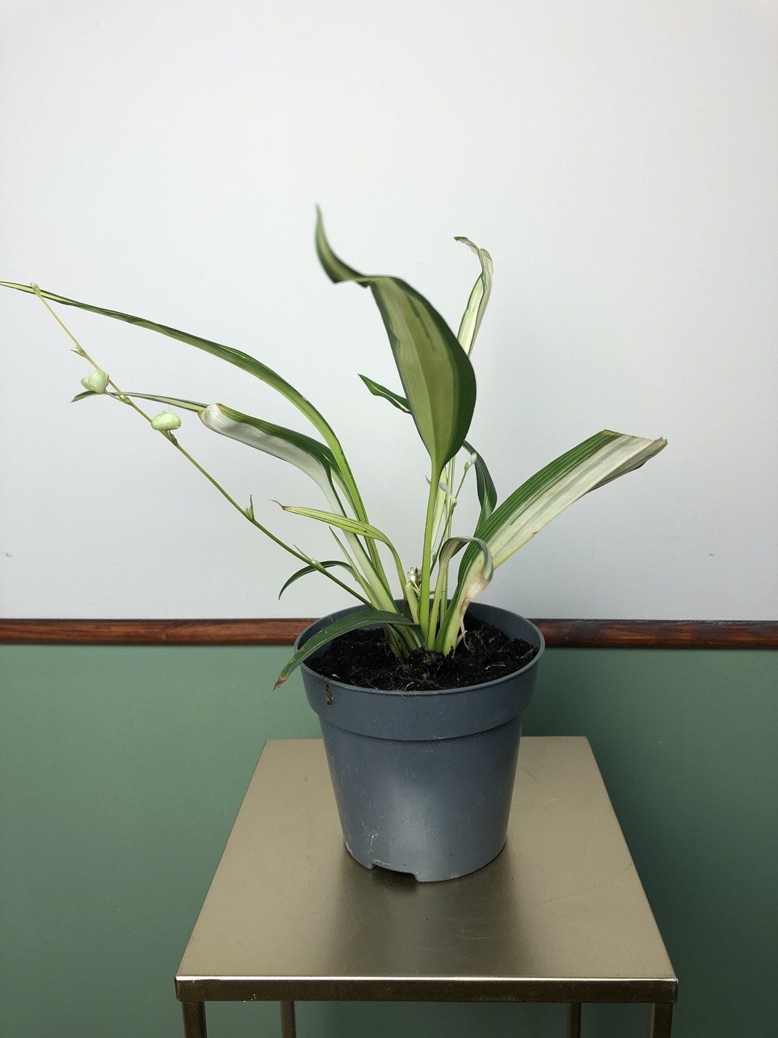 Chlorophytum comosum