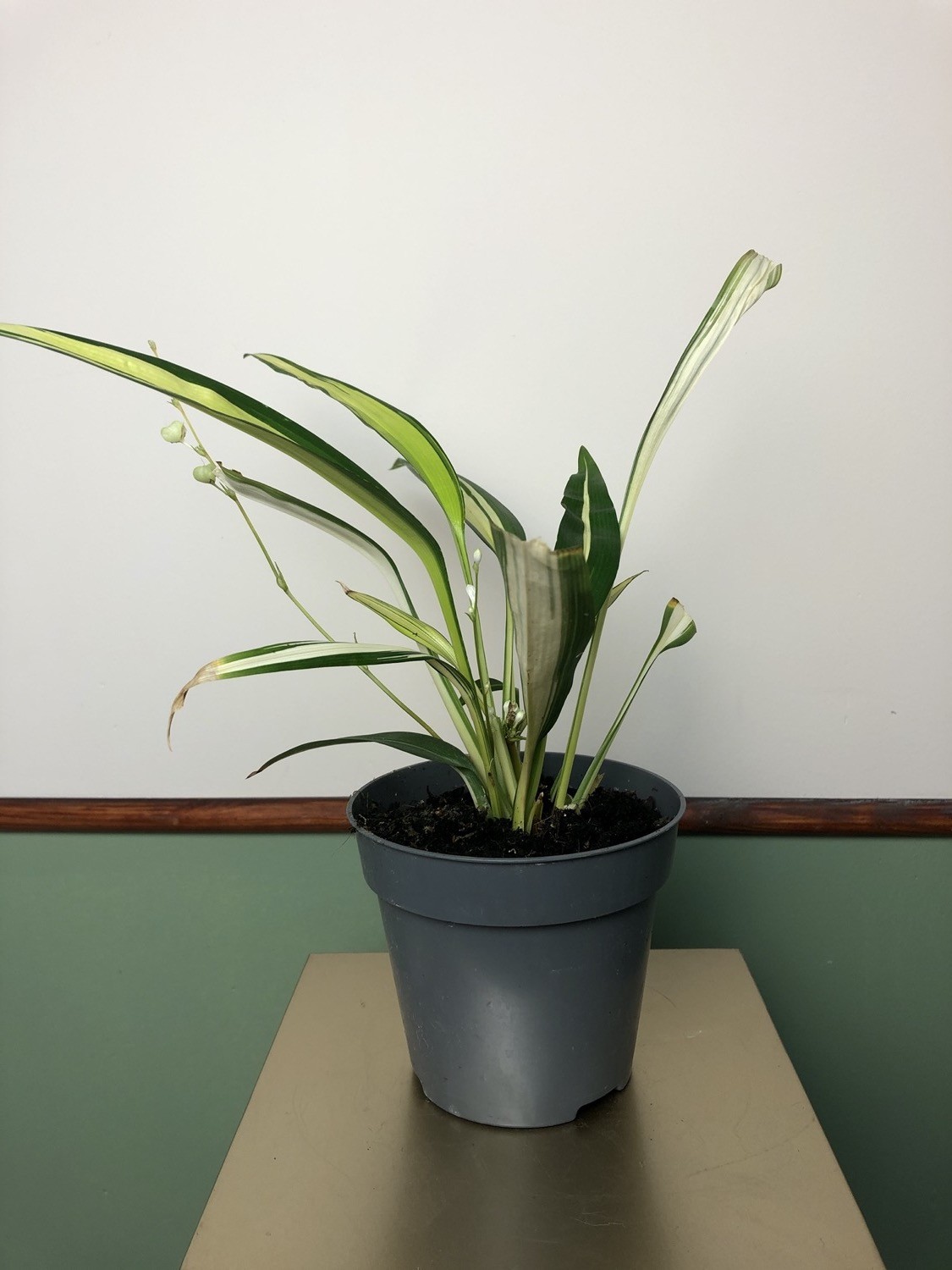 Chlorophytum comosum