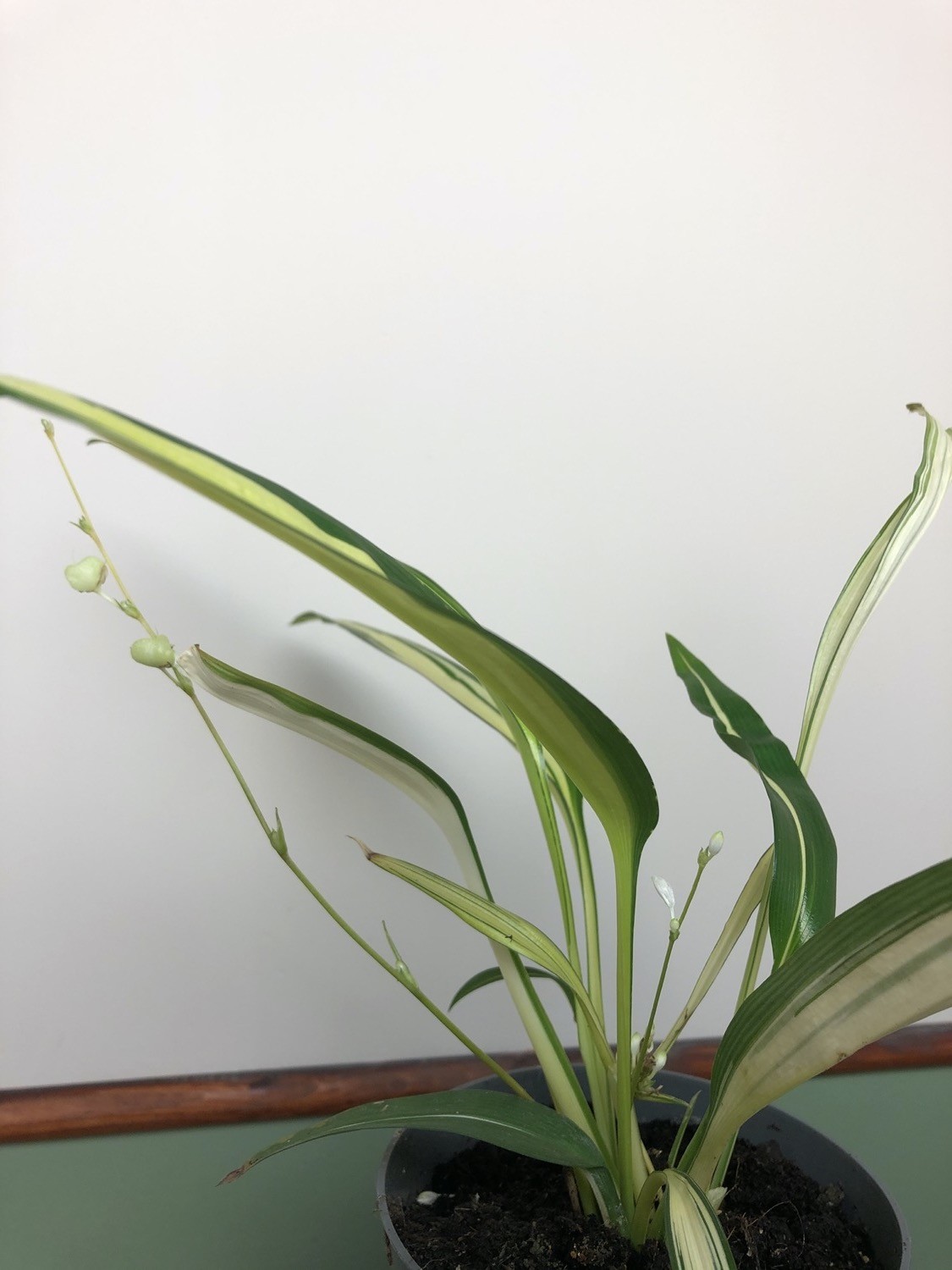 Chlorophytum comosum