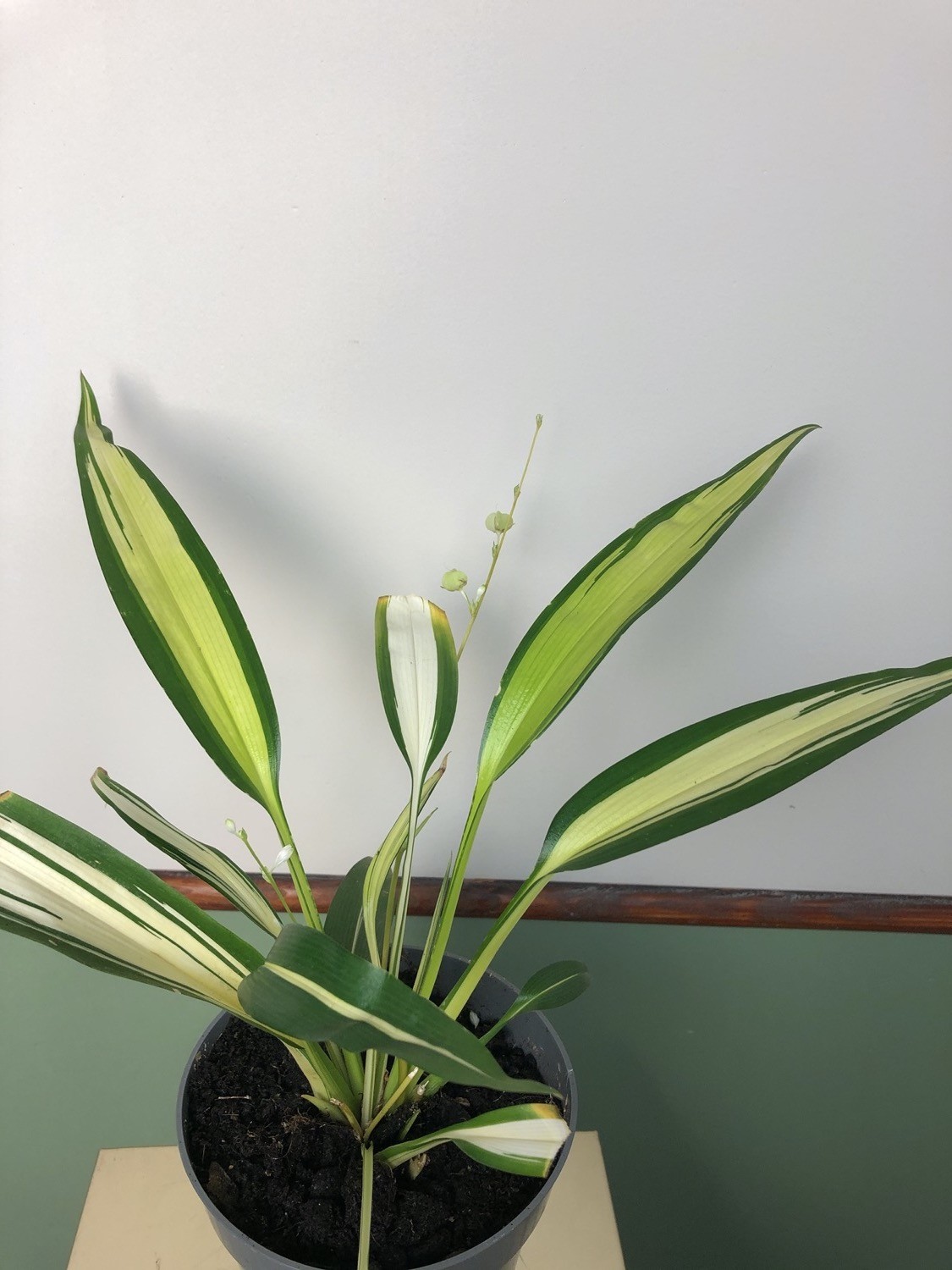 Chlorophytum comosum
