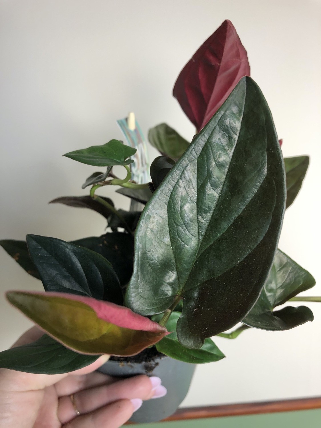 Syngonium Podophyllum Red Arrow