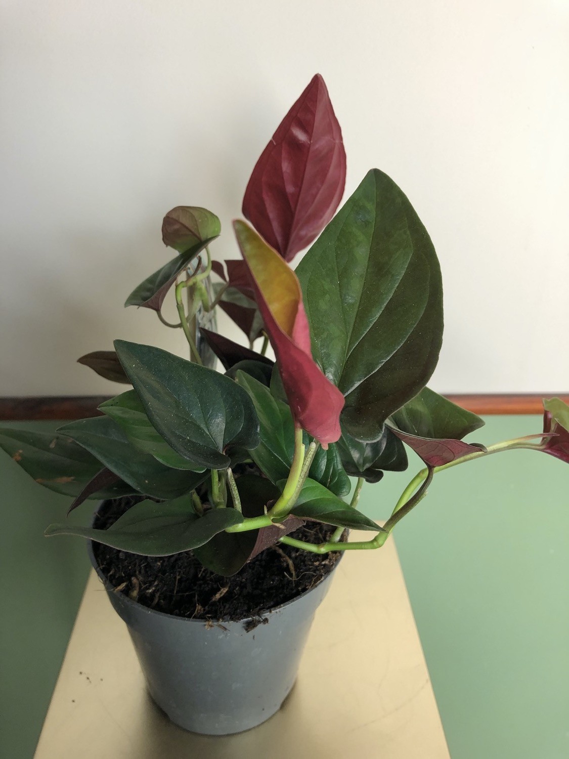 Syngonium Podophyllum Red Arrow