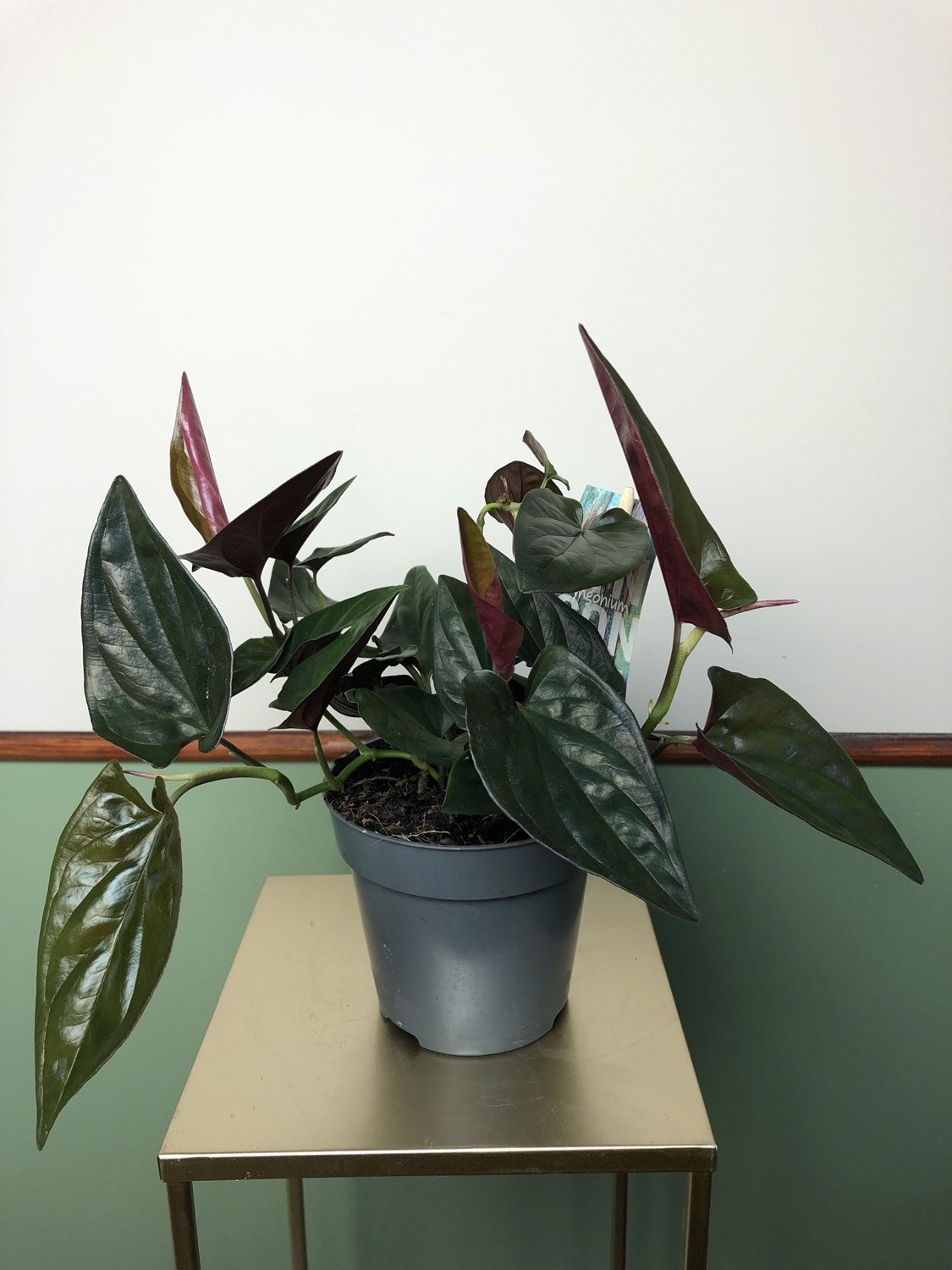 Syngonium Podophyllum Red Arrow