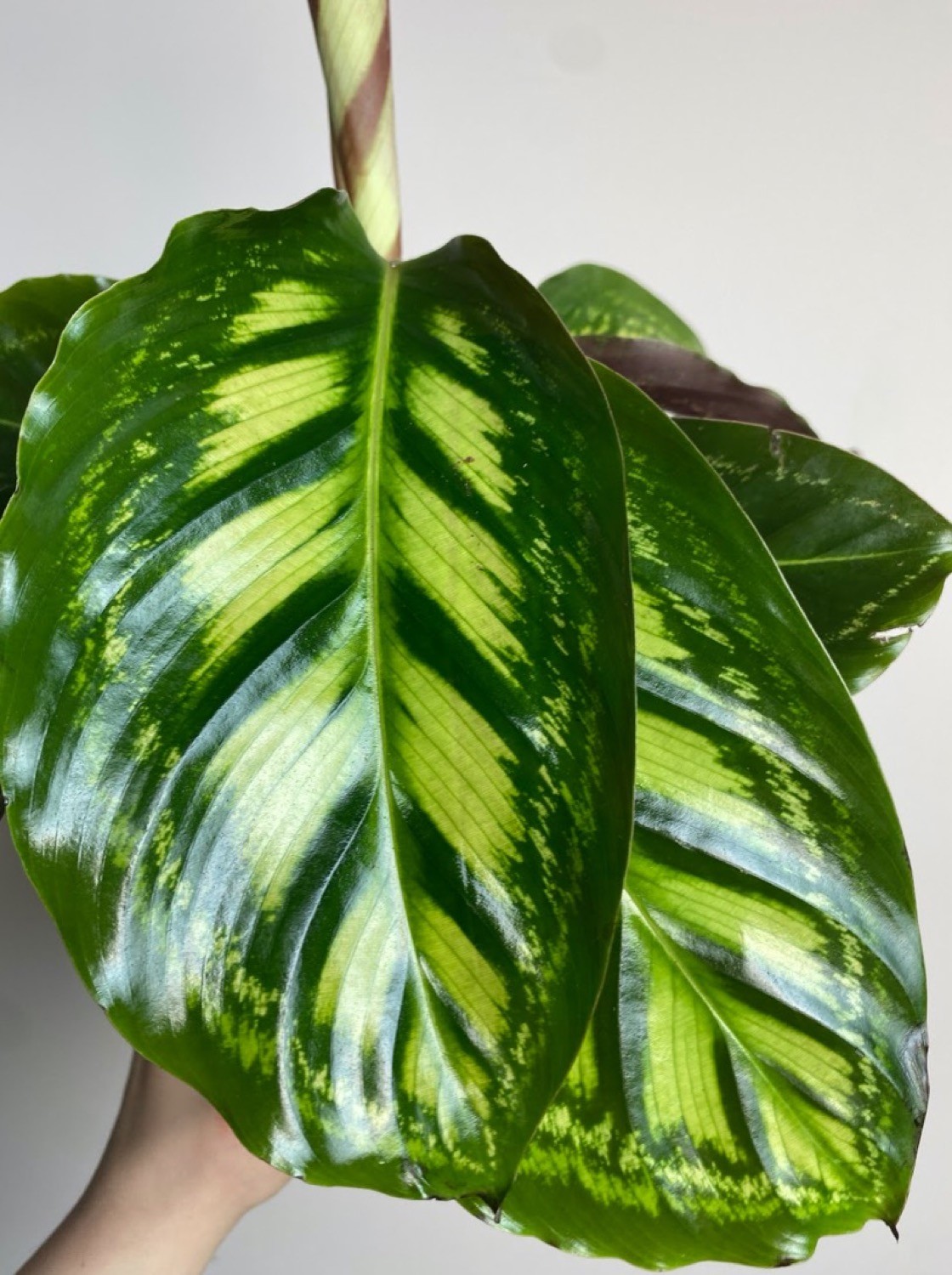 Calathea flamestar