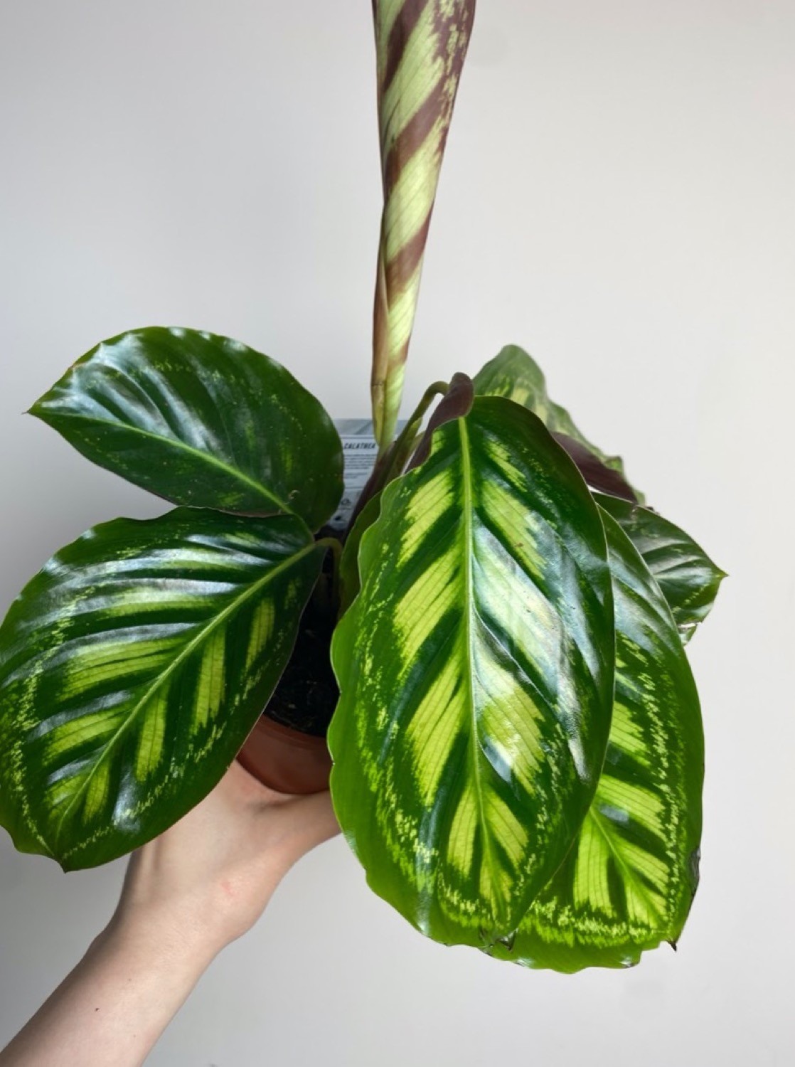 Calathea flamestar