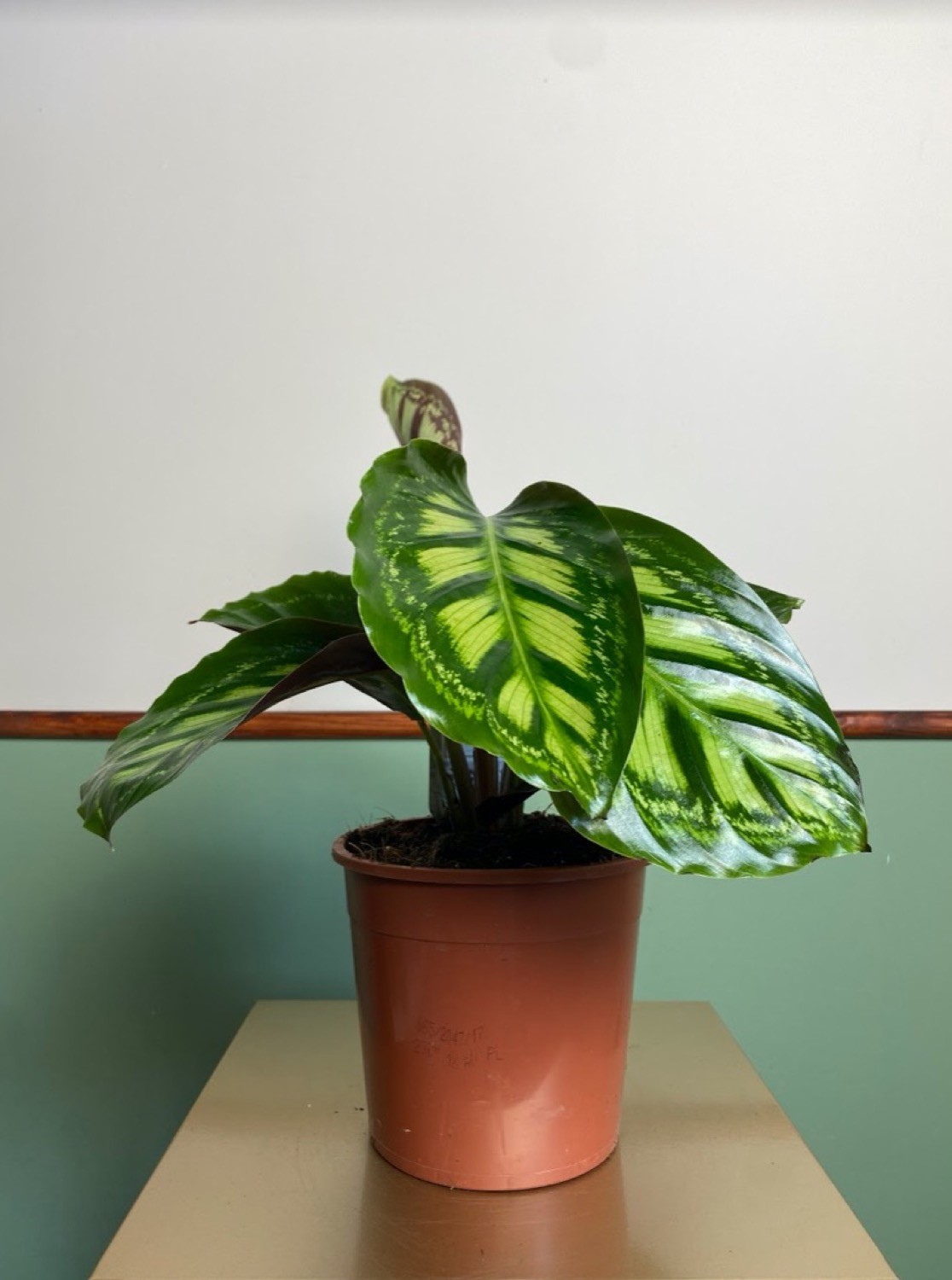 Calathea flamestar
