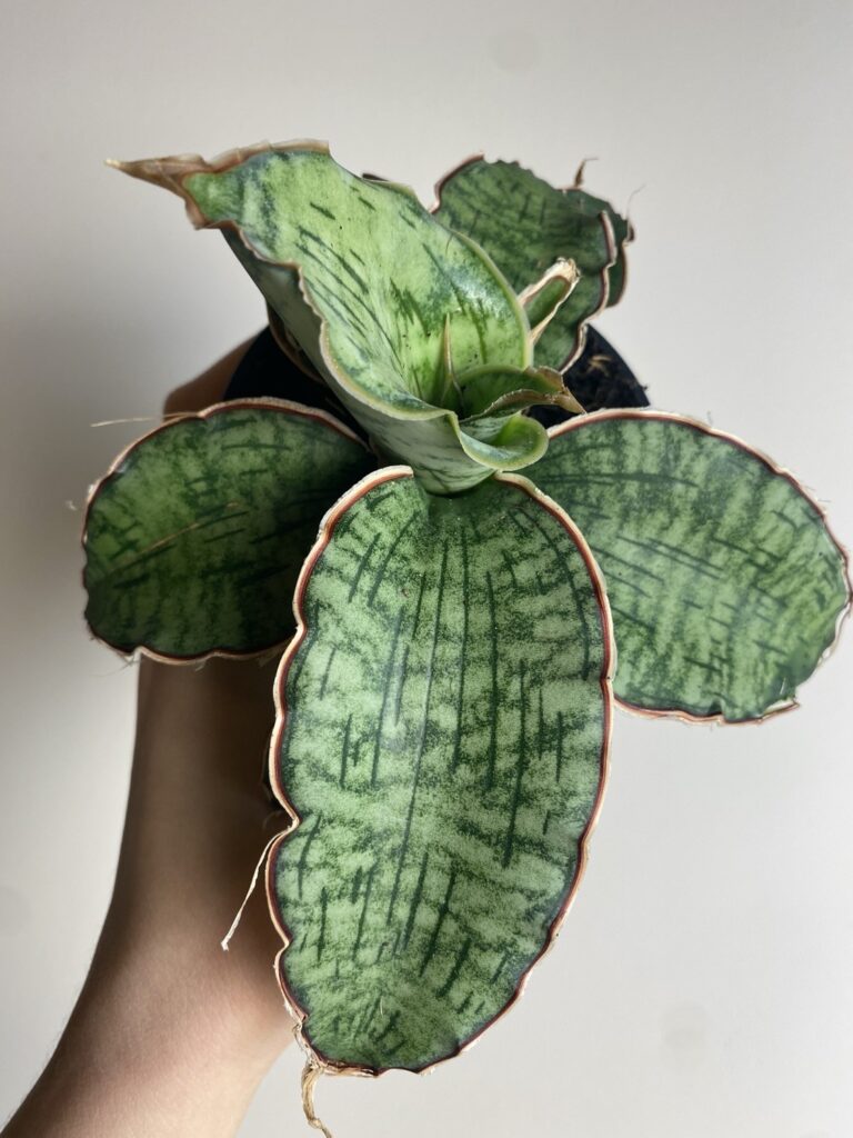 Sansevieria Star Green Granite
