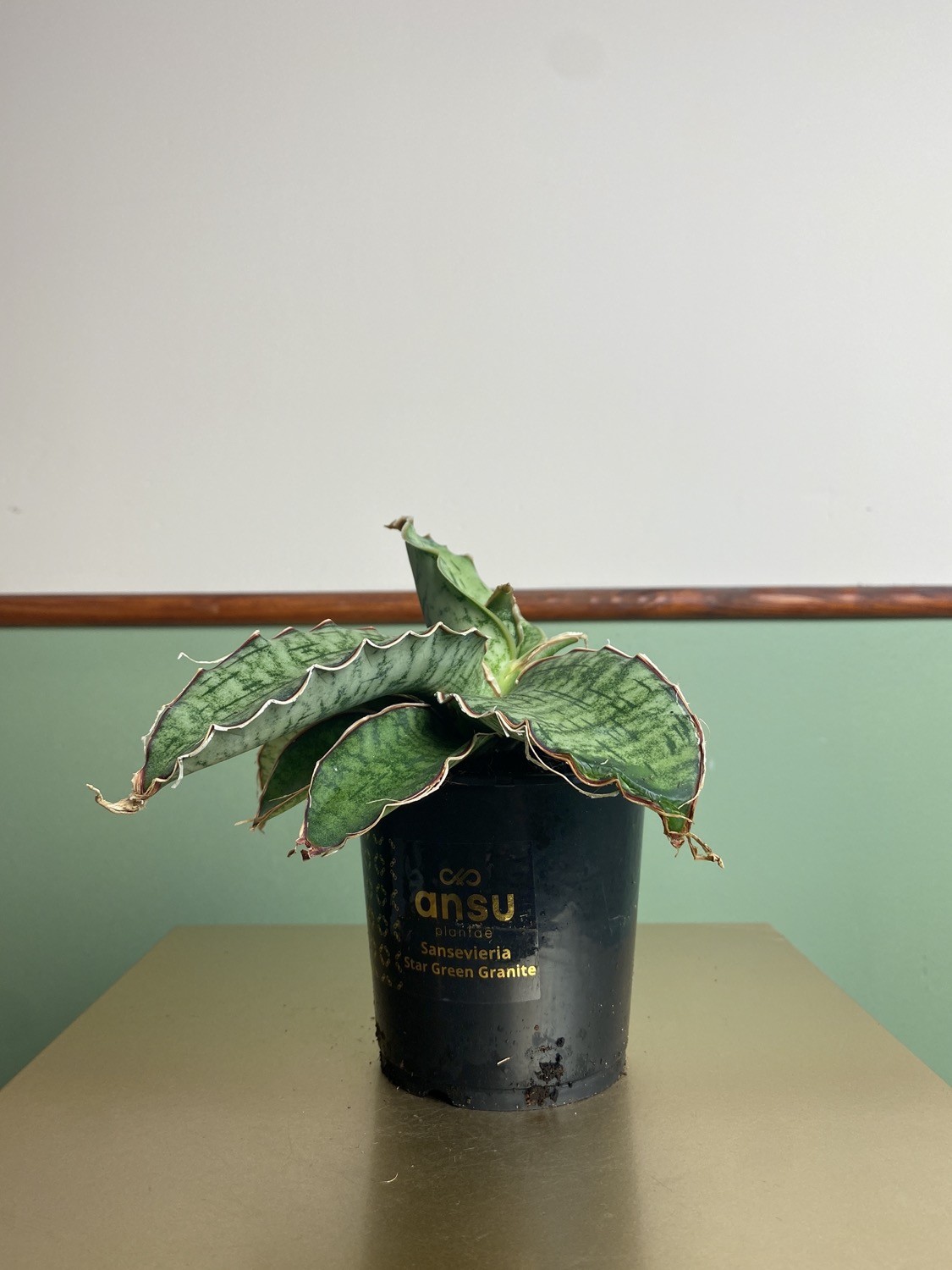 Sansevieria Star Green Granite