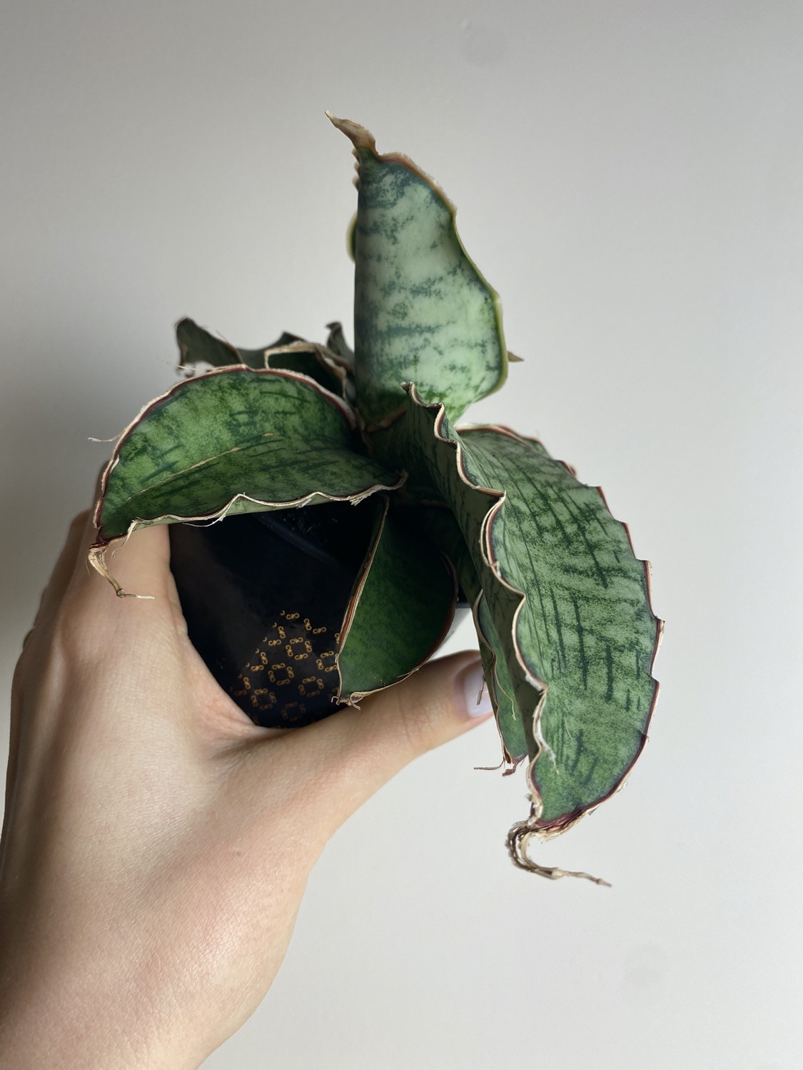 Sansevieria Star Green Granite