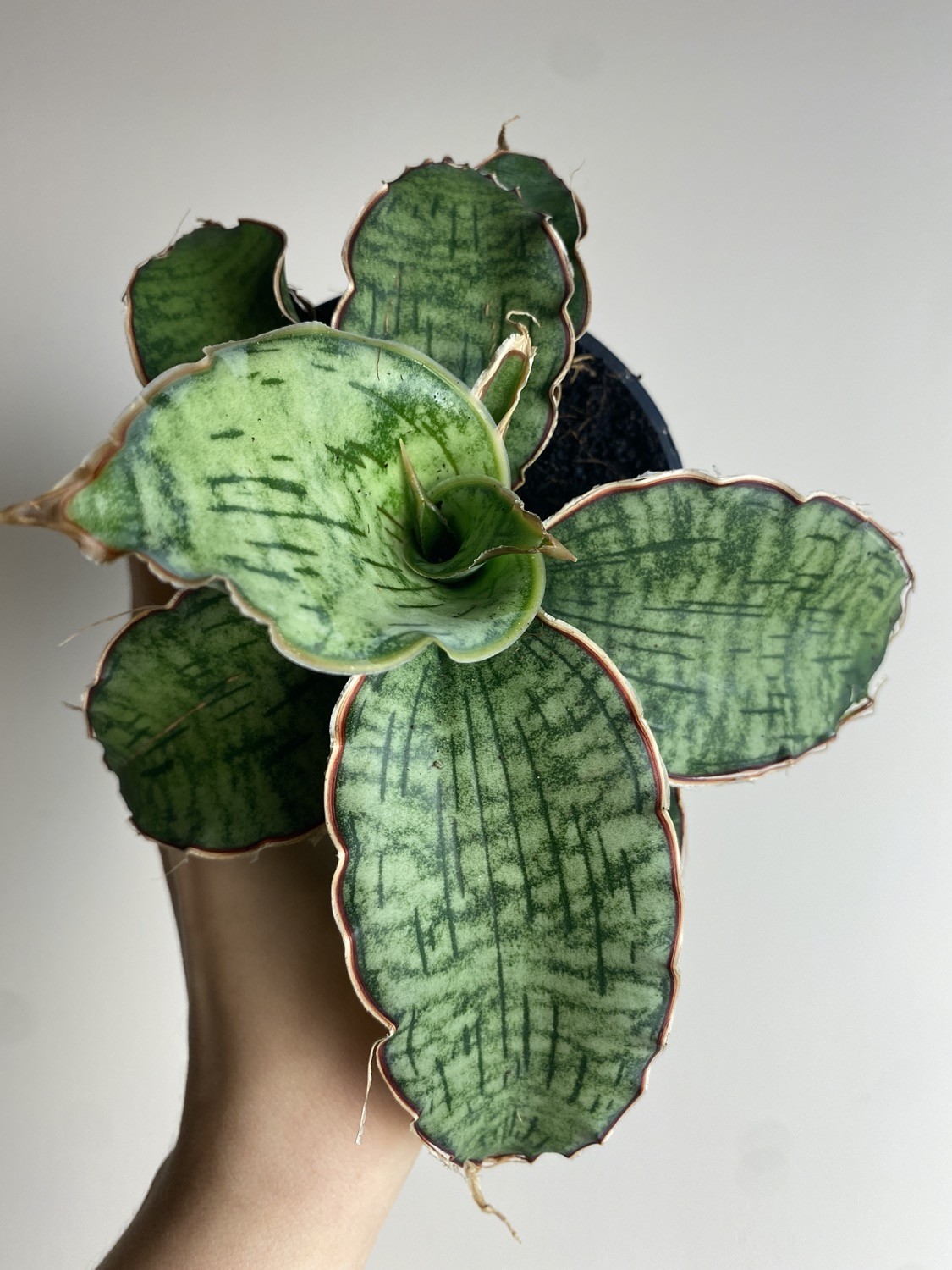 Sansevieria Star Green Granite