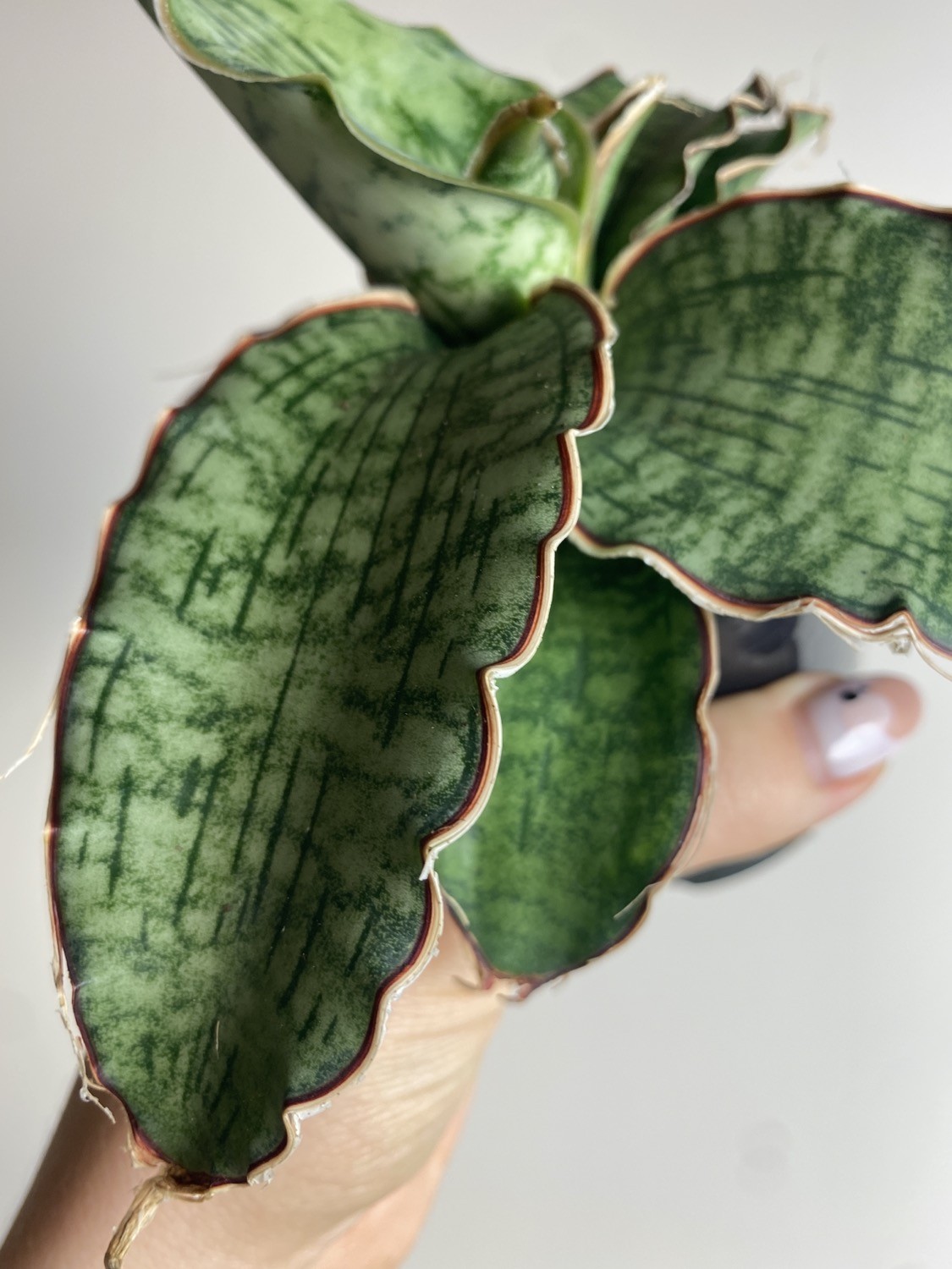 Sansevieria Star Green Granite