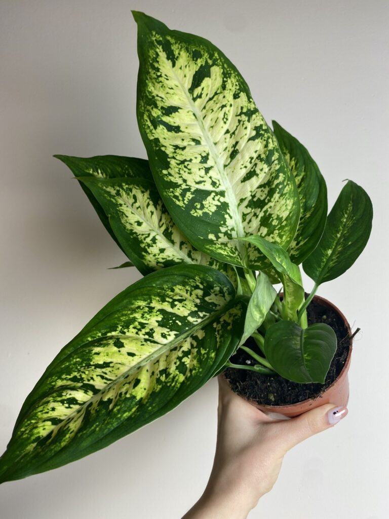 Dieffenbachia Compacta