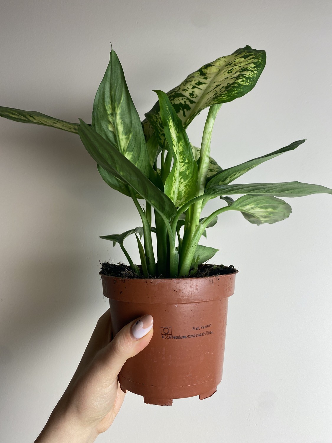 Dieffenbachia Compacta