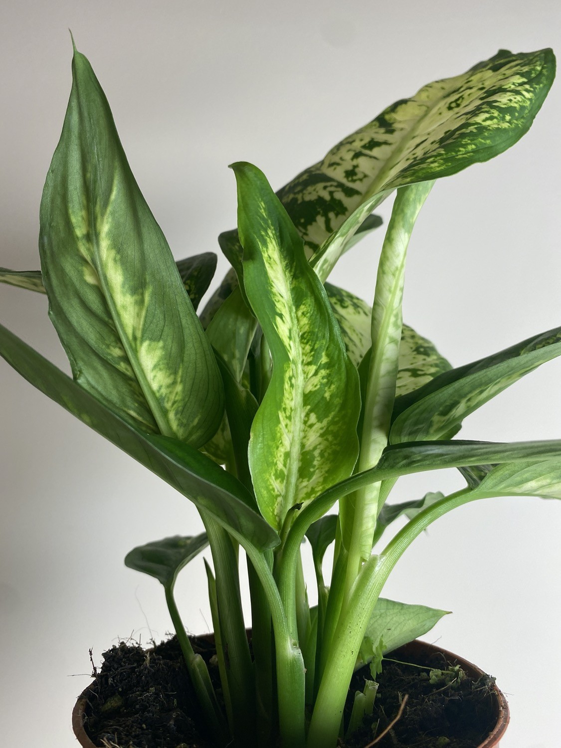 Dieffenbachia Compacta