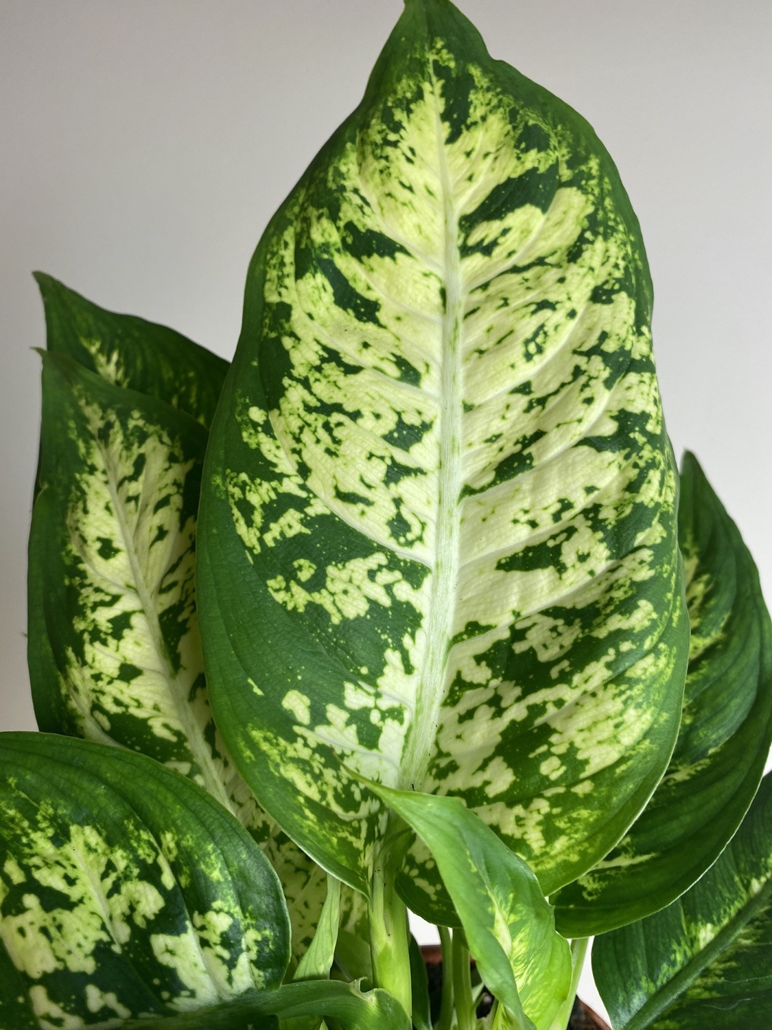 Dieffenbachia Compacta