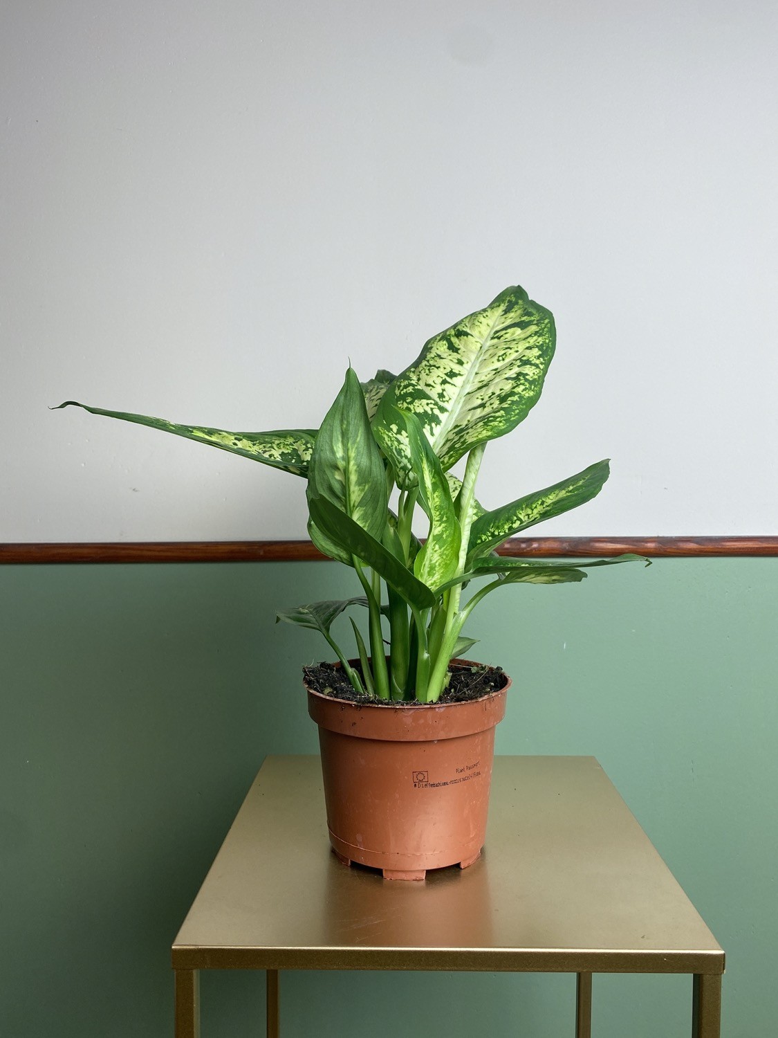 Dieffenbachia Compacta