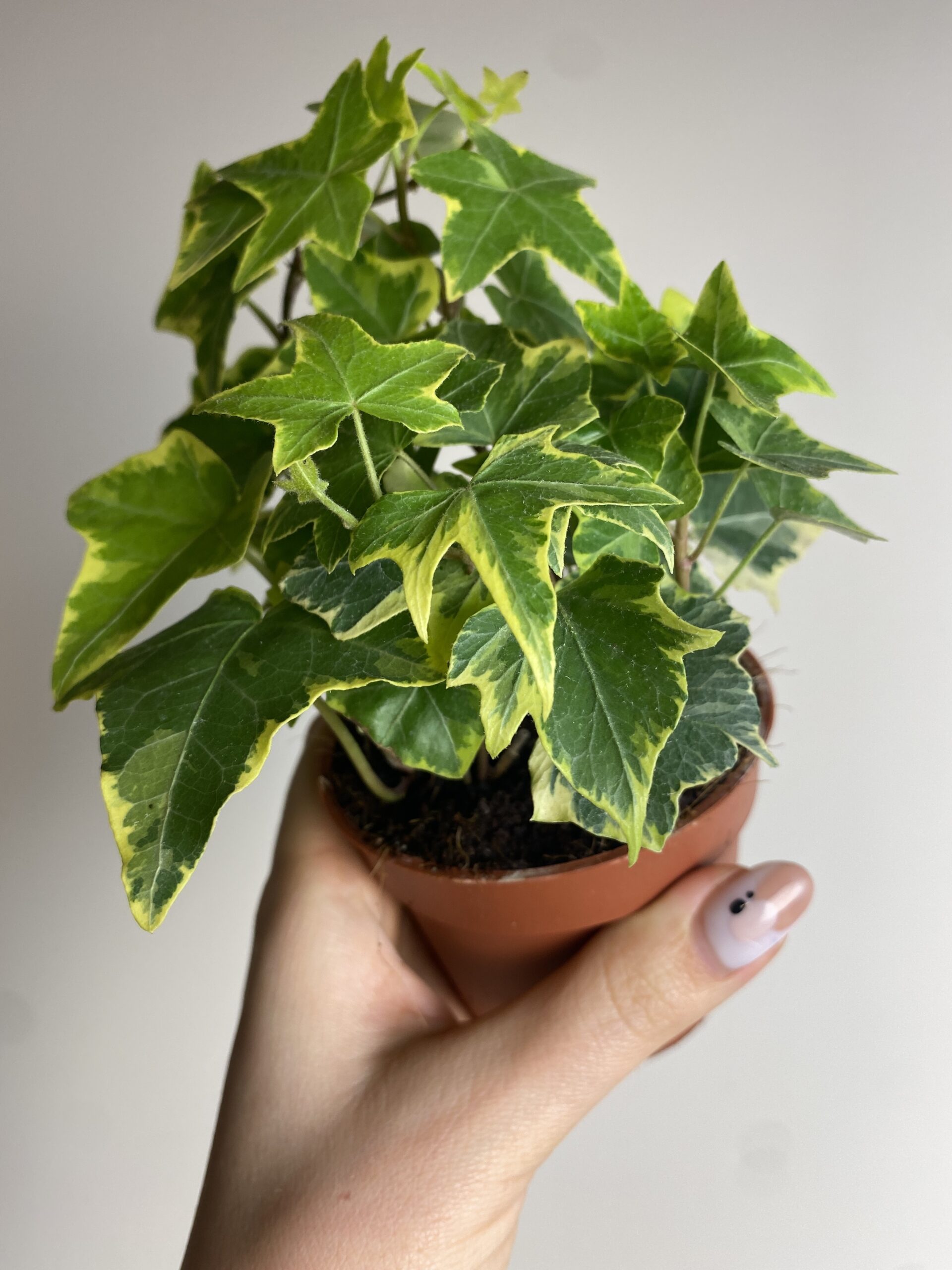 Hedera Yellow Riple