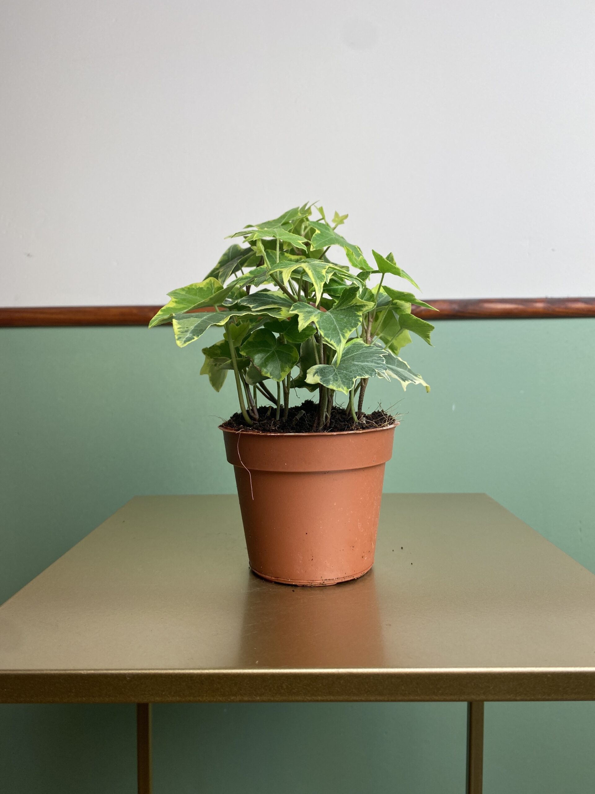 Hedera Yellow Riple