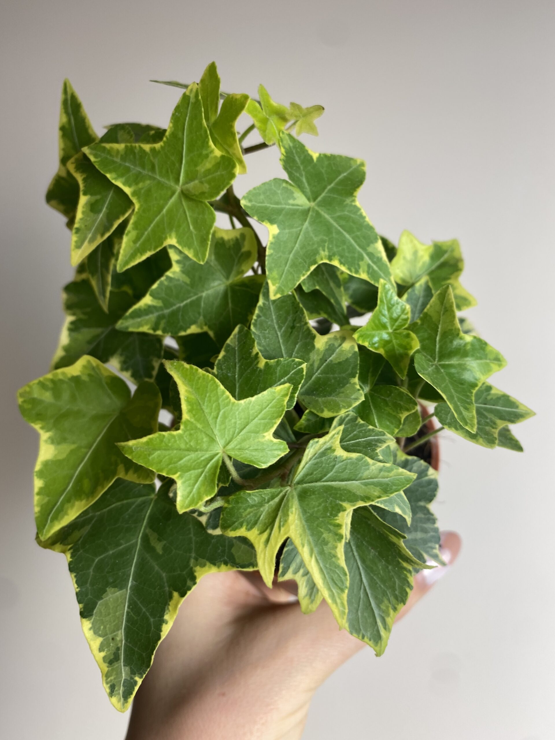 Hedera Yellow Riple