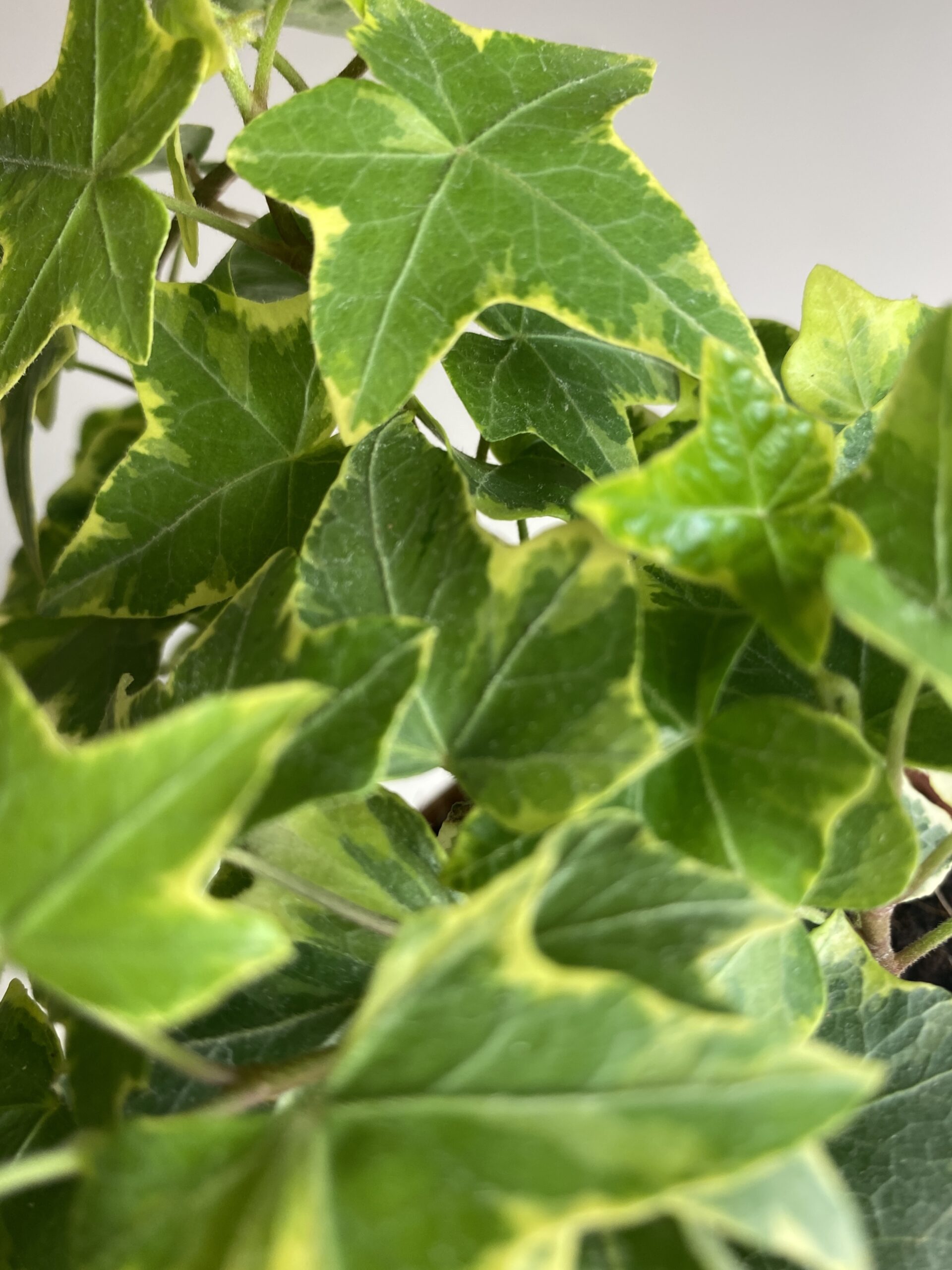 Hedera Yellow Riple