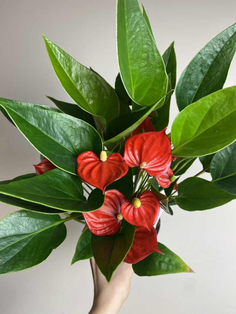 Anthurium adnre. Milion flowers Red