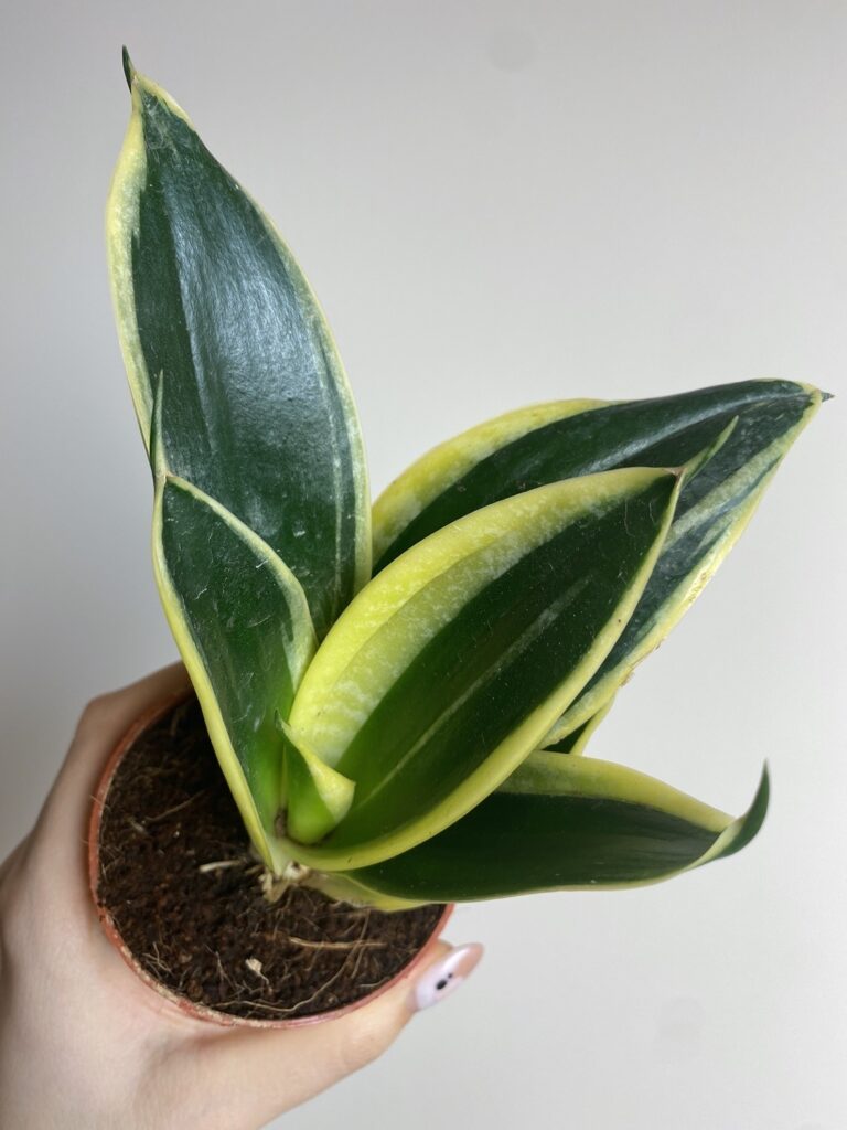 Sansevieria hahi lotus