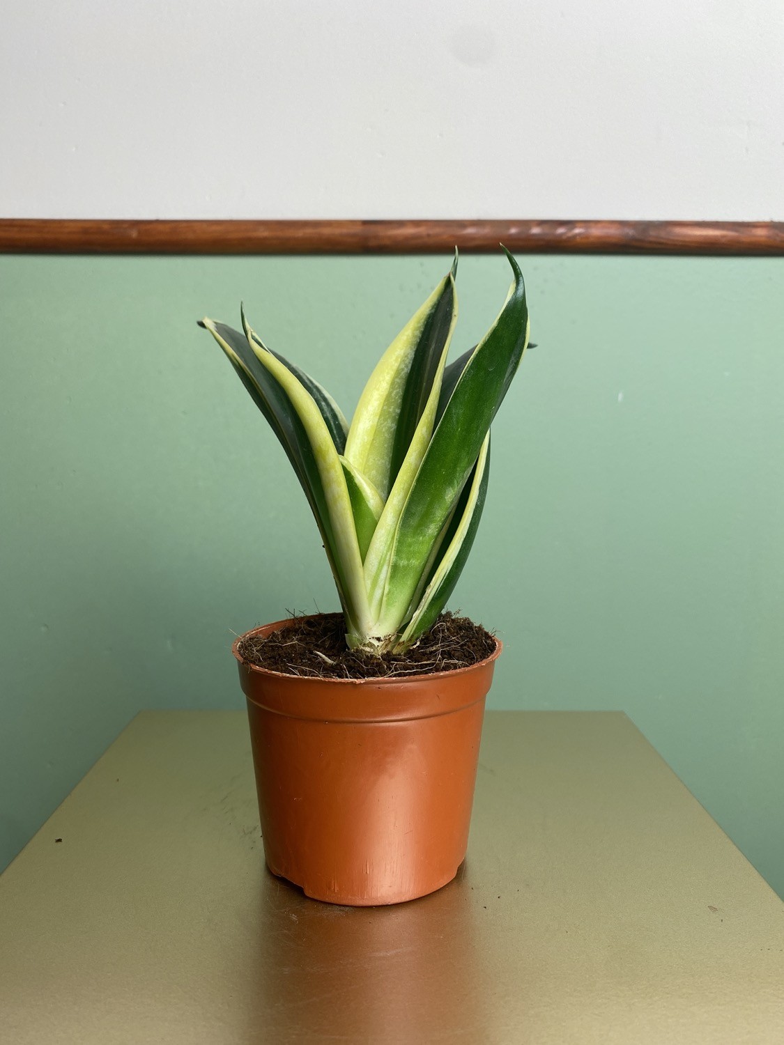 Sansevieria hahi lotus