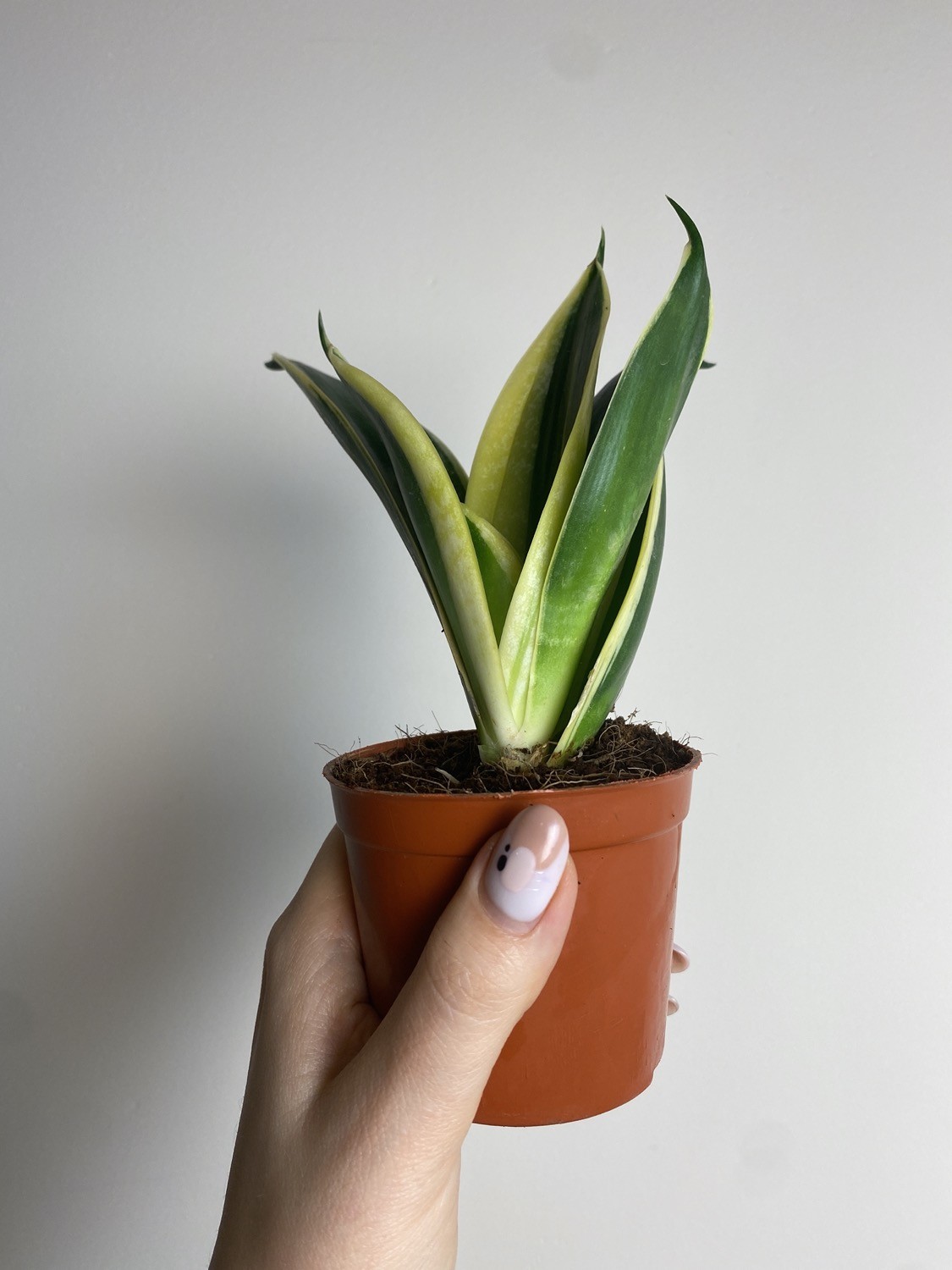 Sansevieria hahi lotus