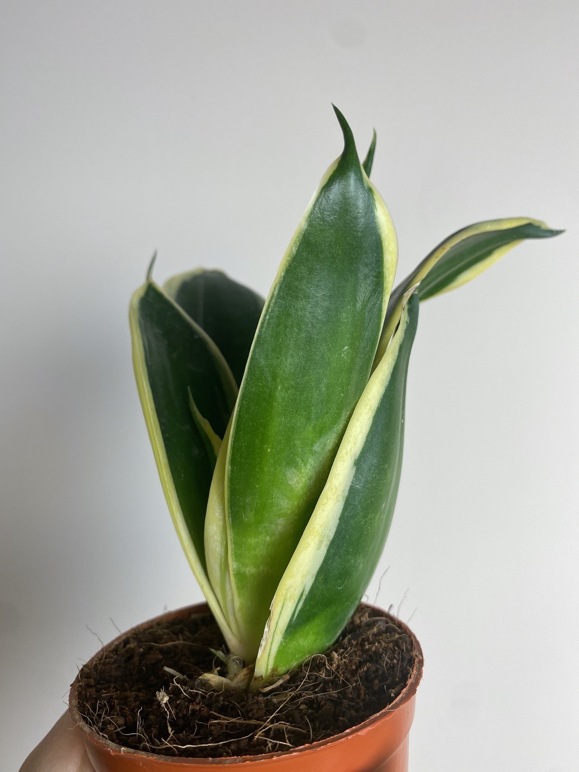 Sansevieria hahi lotus