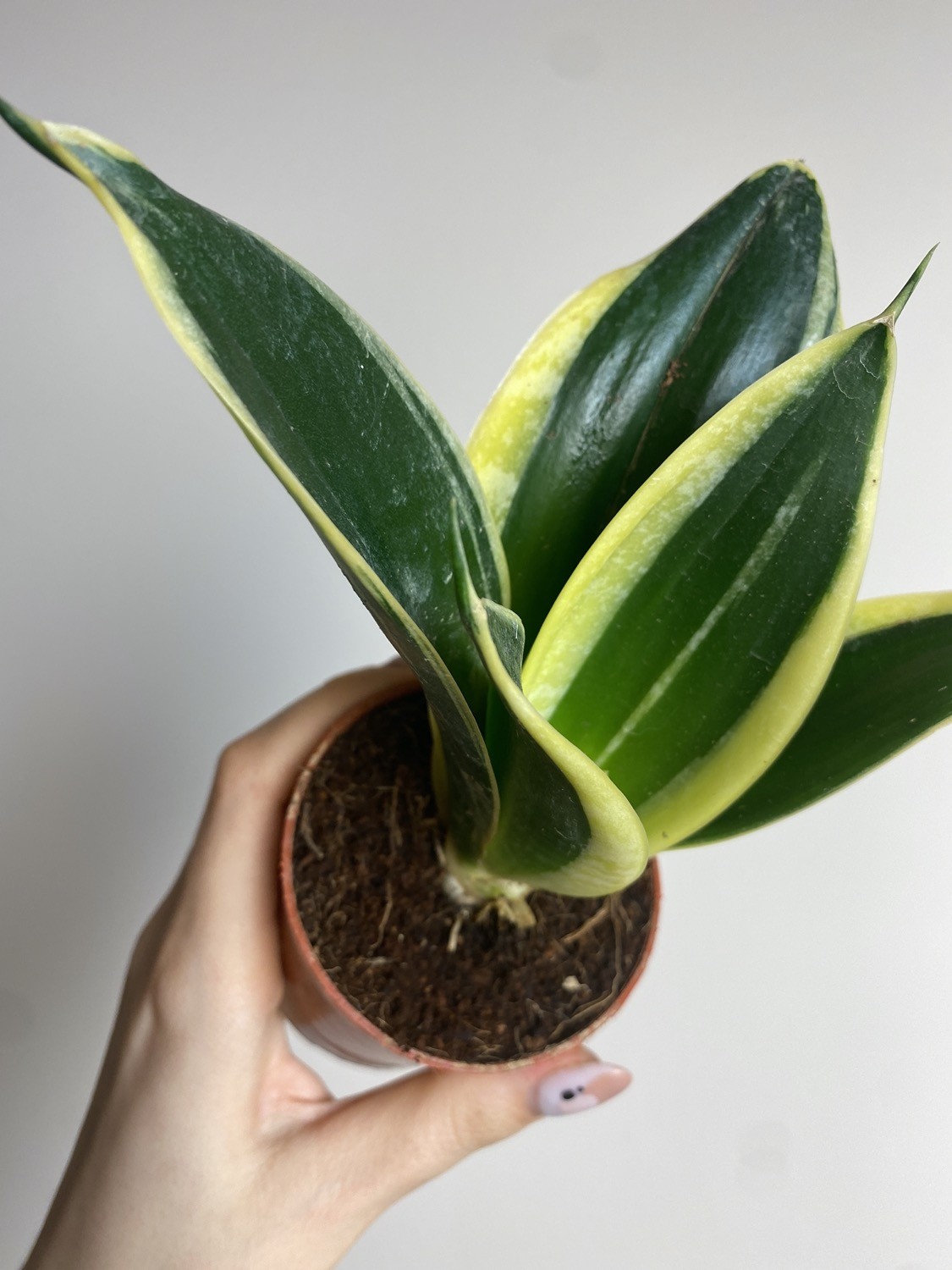 Sansevieria hahi lotus
