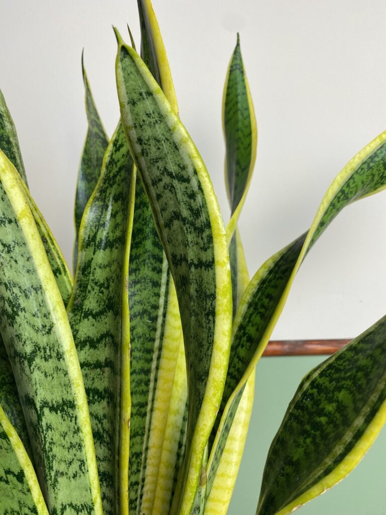 Sansevieria Laurentii