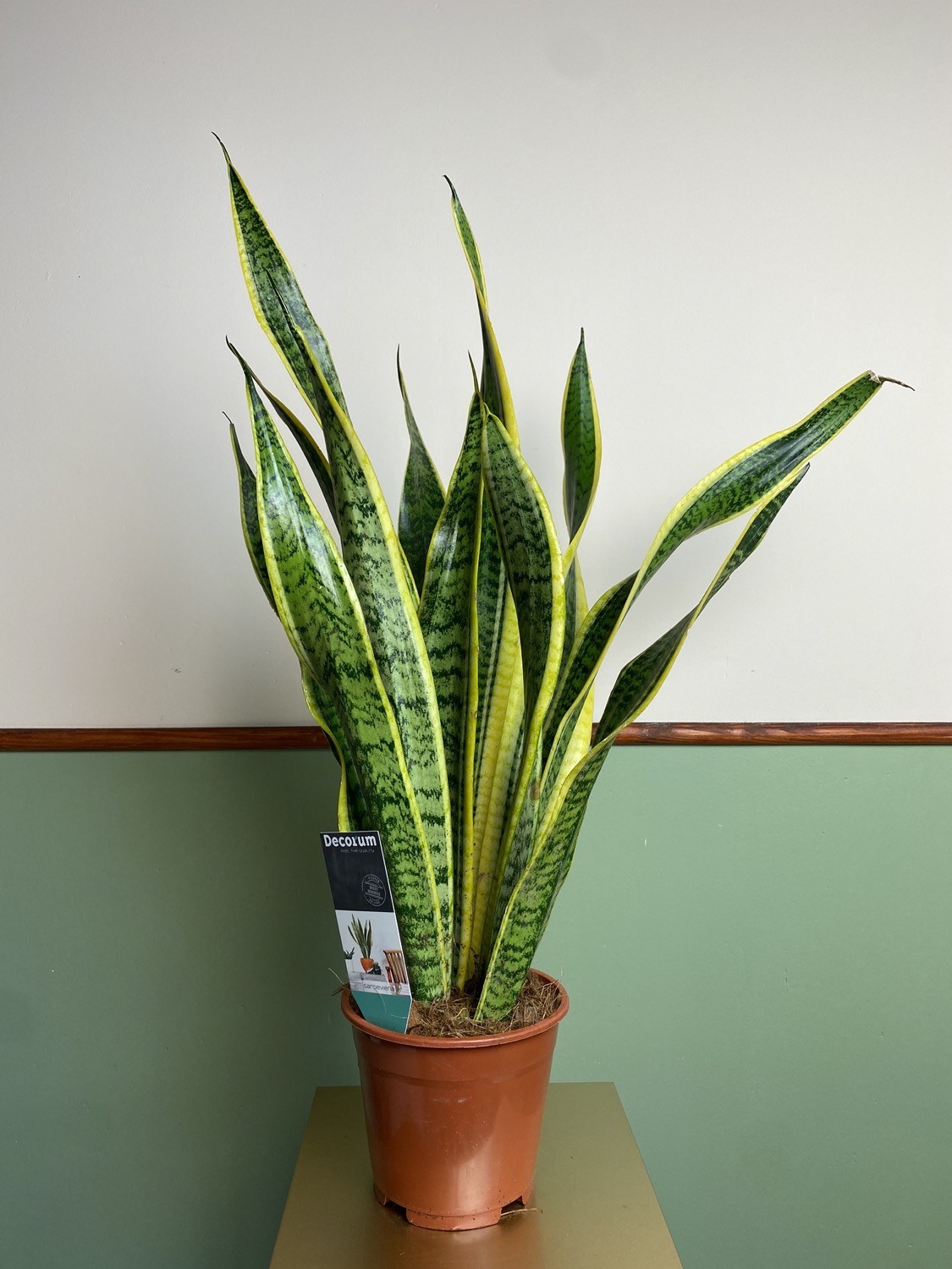 Sansevieria Laurentii