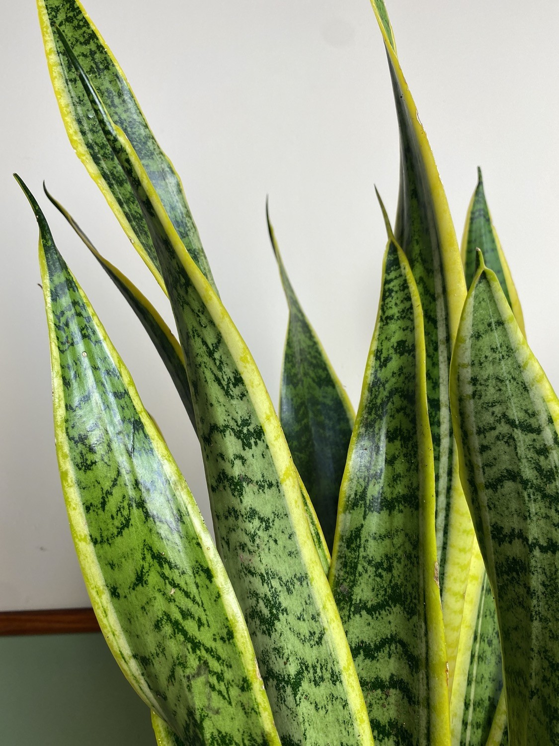 Sansevieria Laurentii