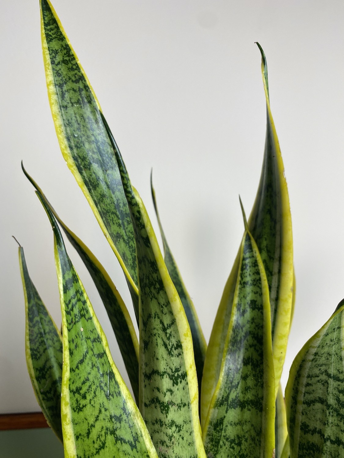 Sansevieria Laurentii