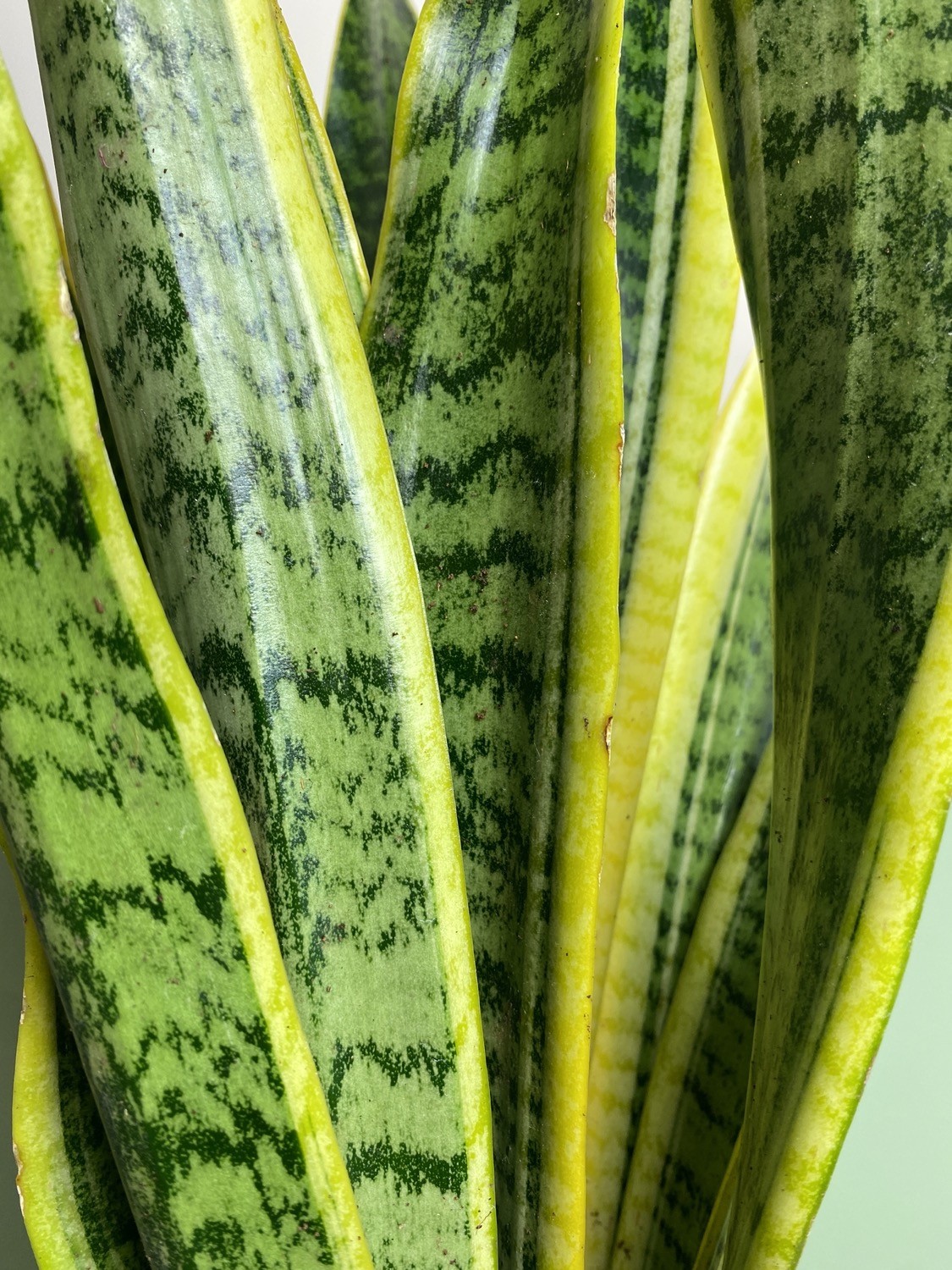 Sansevieria Laurentii