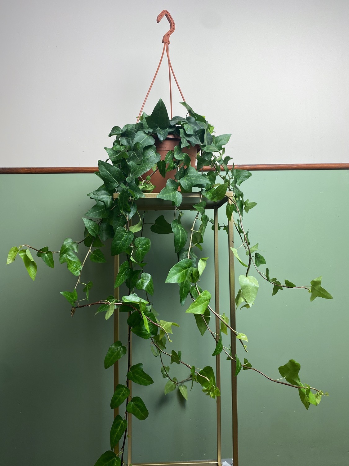 Hedera Mein Herz M